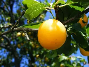 Plum (Prunus Salicina) — Typically reaching 15-20 feet in height and 10-15 feet in width