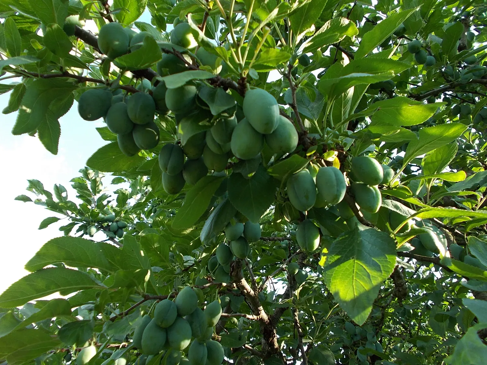 Plum (Prunus Salicina) — The foliage presents a lush green palette