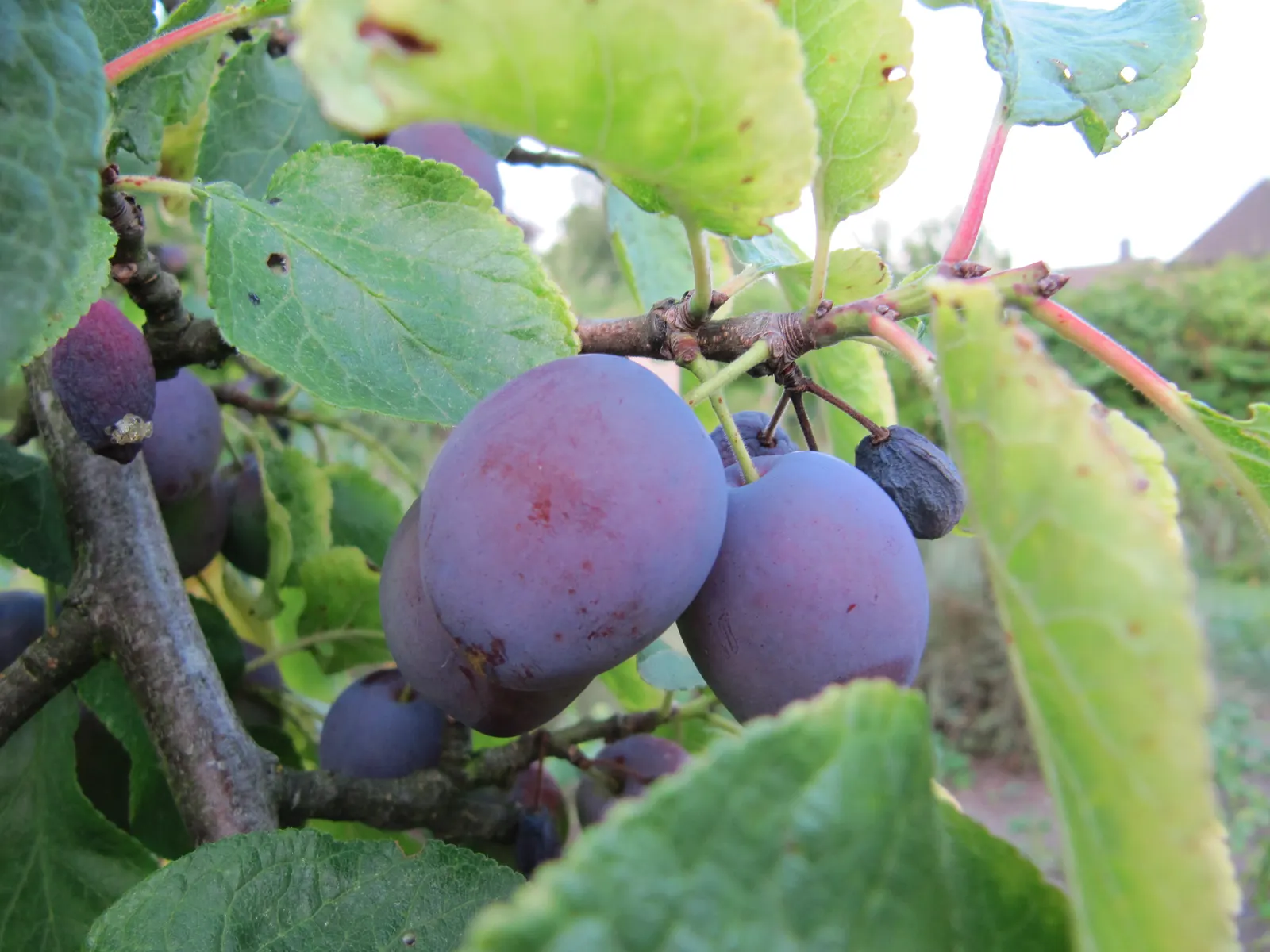 Plum (Prunus Salicina) — the Prunus salicina can become a stunning focal point that offers seasonal beauty and delectable fruit; typically reaching 15-20 feet