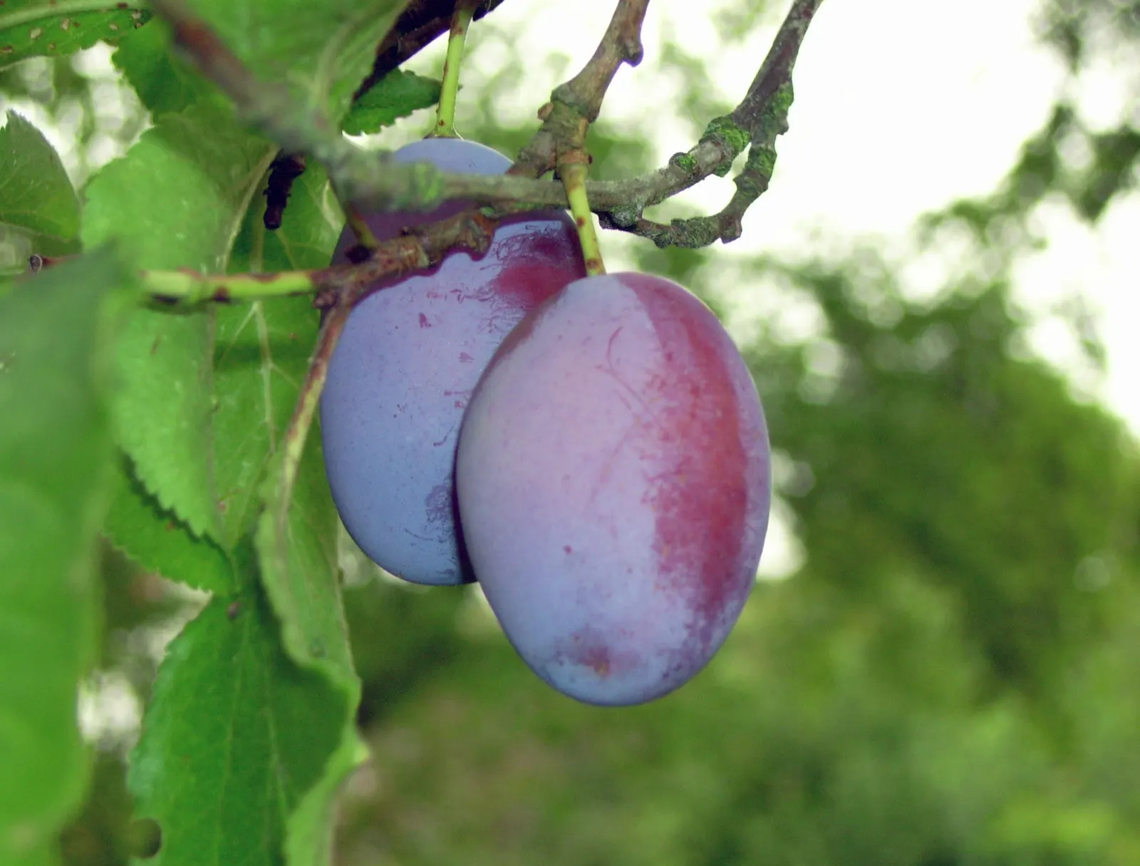 Plum (Prunus Salicina) — is a deciduous tree prized for its spring blossoms and delicious summer fruit; the fragrant blossoms set the scene for summer