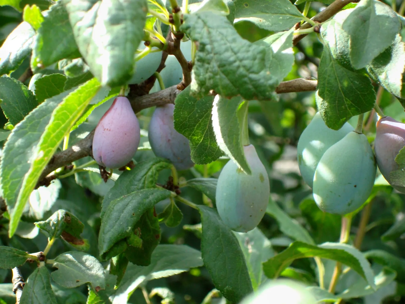 Plum (Prunus Salicina) — depending on the cultivar.<br><br>The leaves of Prunus salicina are lanceolate or oblong in shape; it produces fragrant, image 67