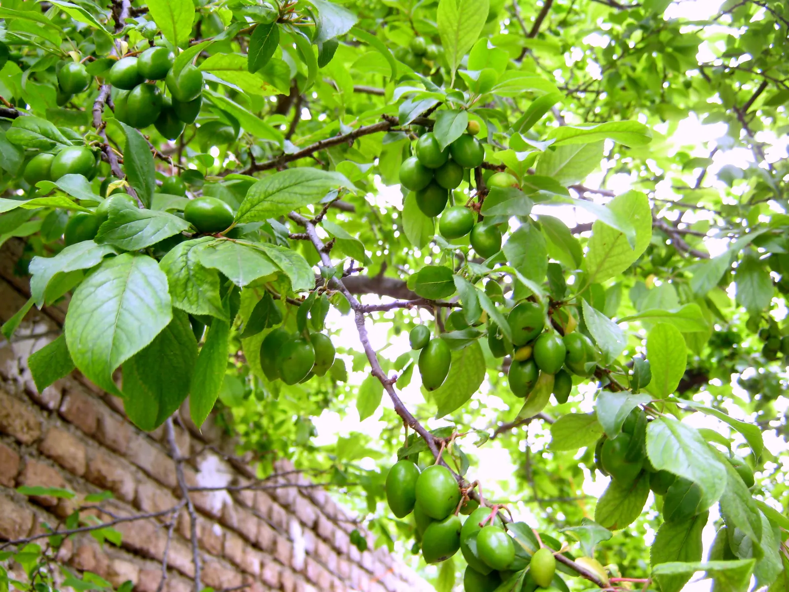 Plum (Prunus Salicina) — turning yellow to red in the fall; commonly known as the Japanese Plum or Chinese Plum