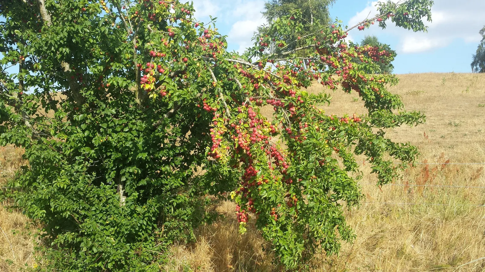 Plum (Prunus Salicina) — It is a relatively fast-growing species with an average increase of 13 to 24 inches per year; is a deciduous tree prized, image 74