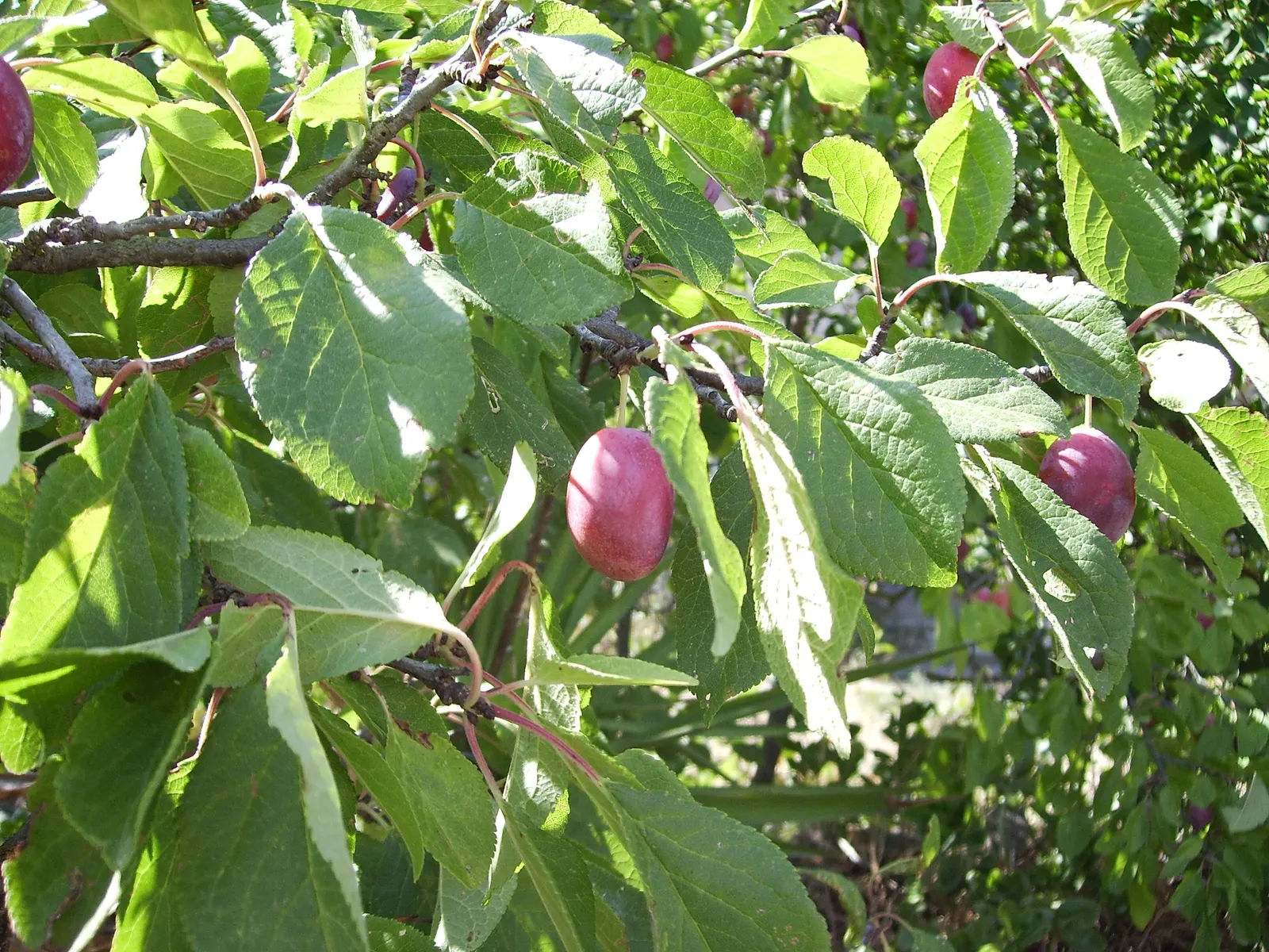 Plum (Prunus Salicina) — moderately moist soil with a slight acidity; commonly referred to as the Japanese plum or Chinese plum, image 71