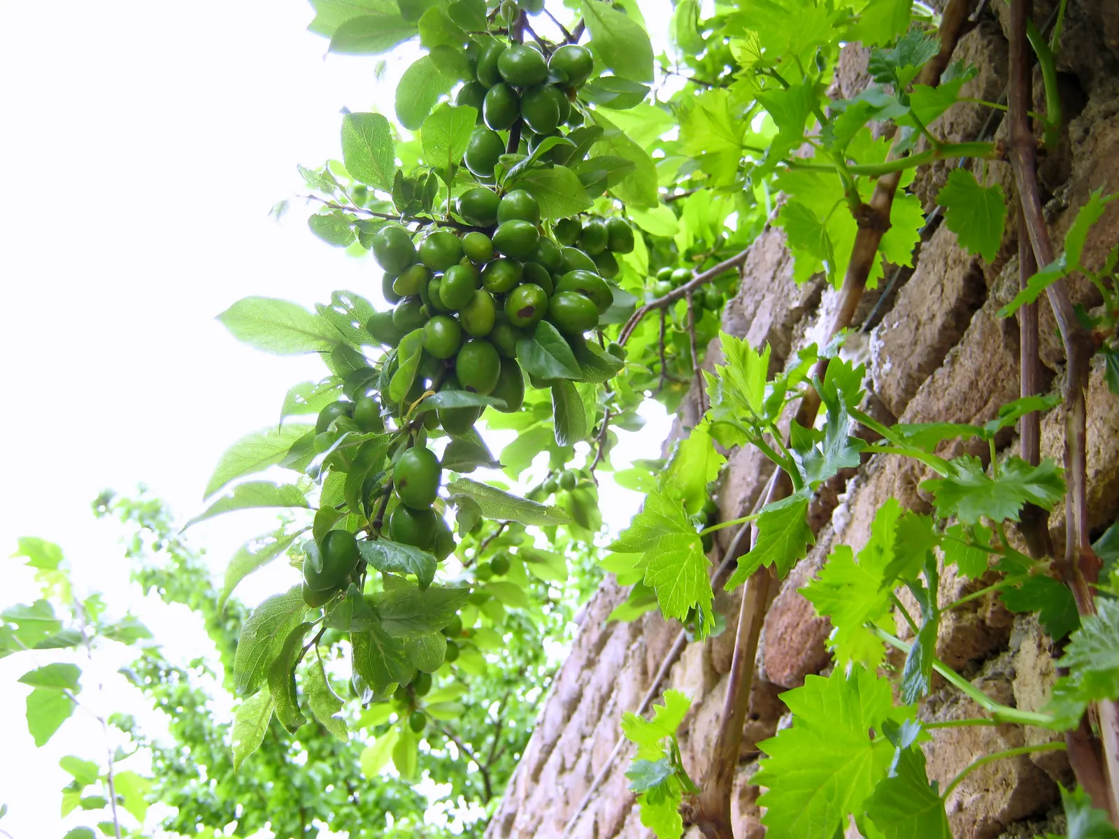 Plum (Prunus Salicina) — With proper placement and care, image 50