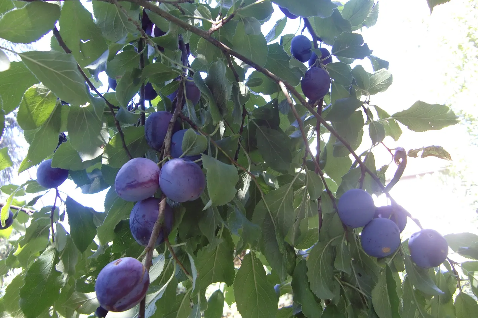 Plum (Prunus Salicina) — commonly referred to as the Japanese plum or Chinese plum