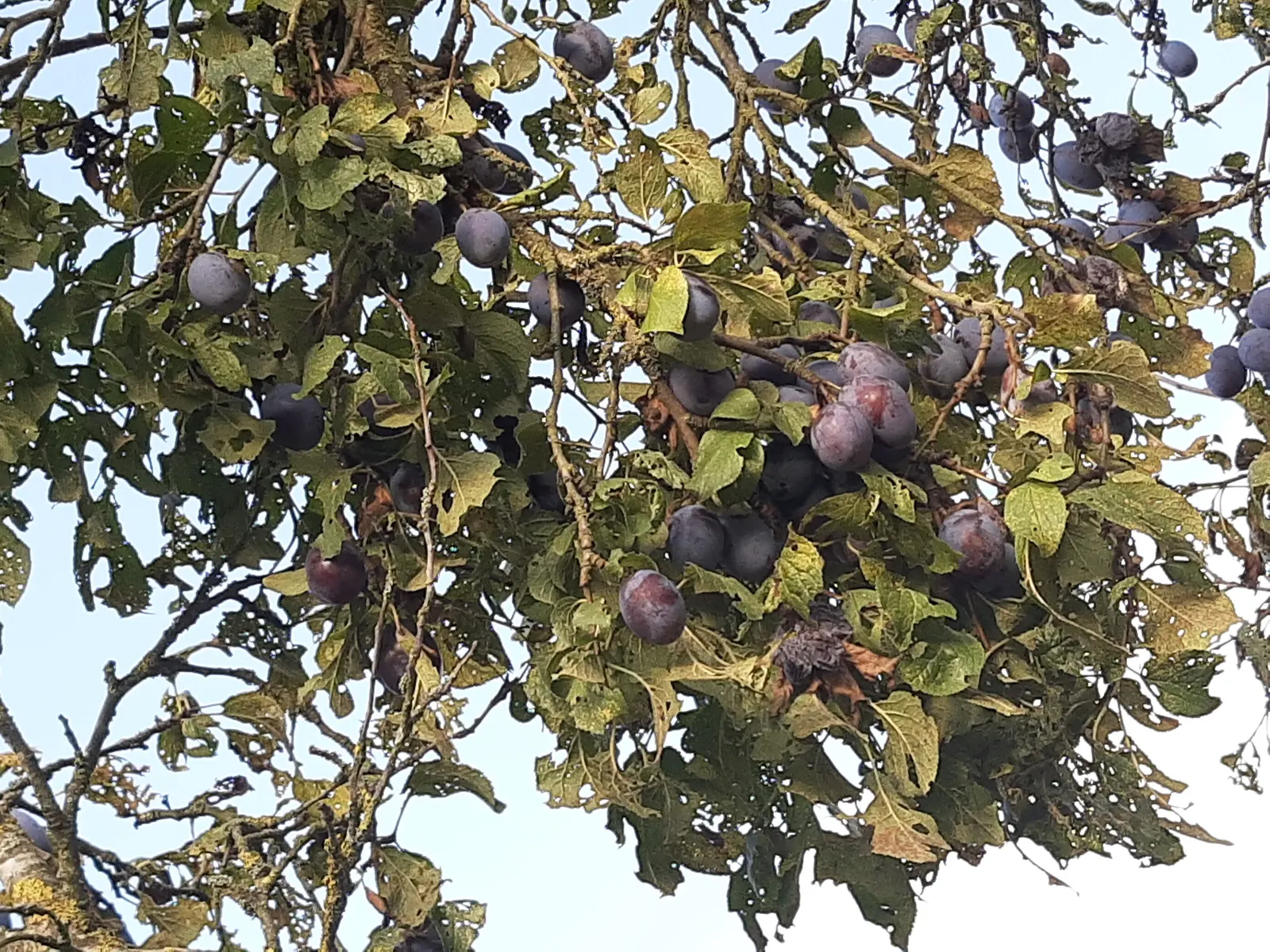 Plum (Prunus Salicina) — it features a rounded canopy with oblong leaves; white flowers in the garden, image 85