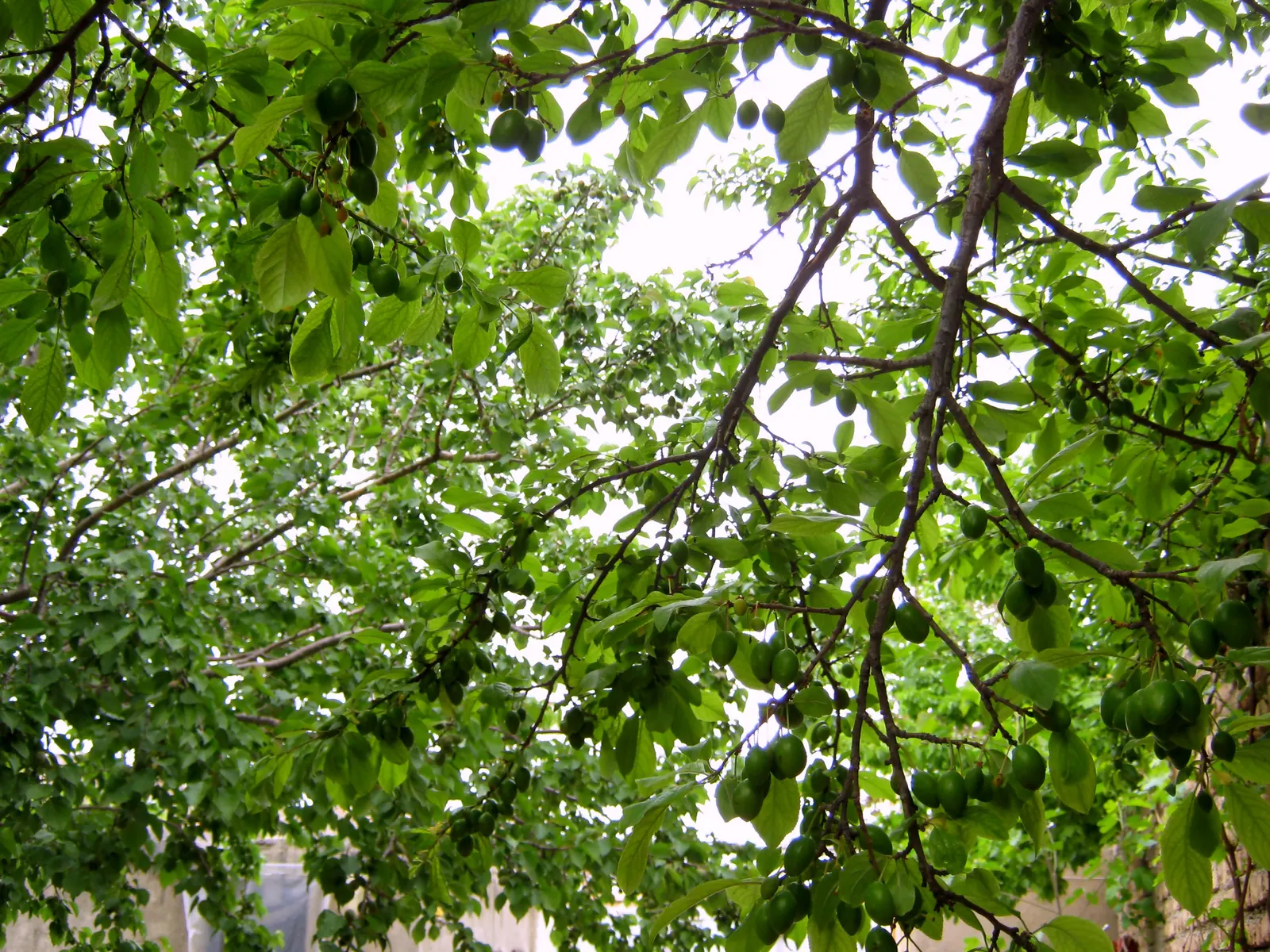 Plum (Prunus Salicina) — turning yellow to red in the fall; commonly known as the Japanese Plum or Chinese Plum, image 70