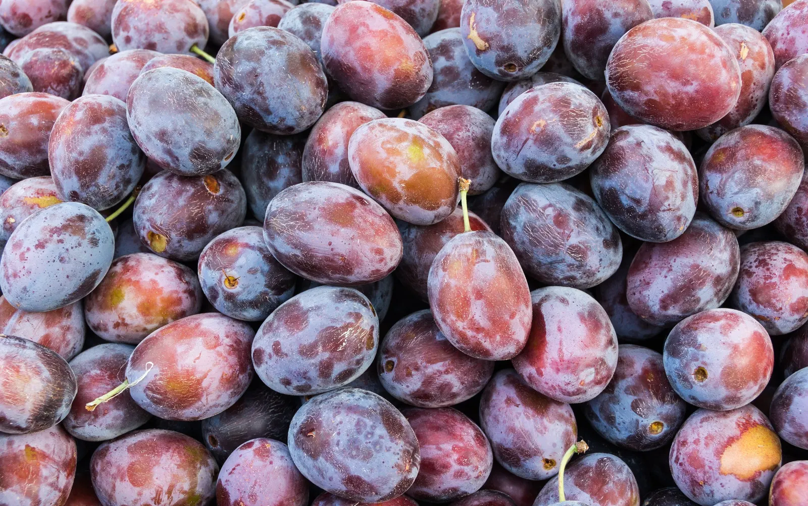 Plum (Prunus Salicina) — Ideal for zones 5-9, it thrives in full sun and well-drained soil, image 32