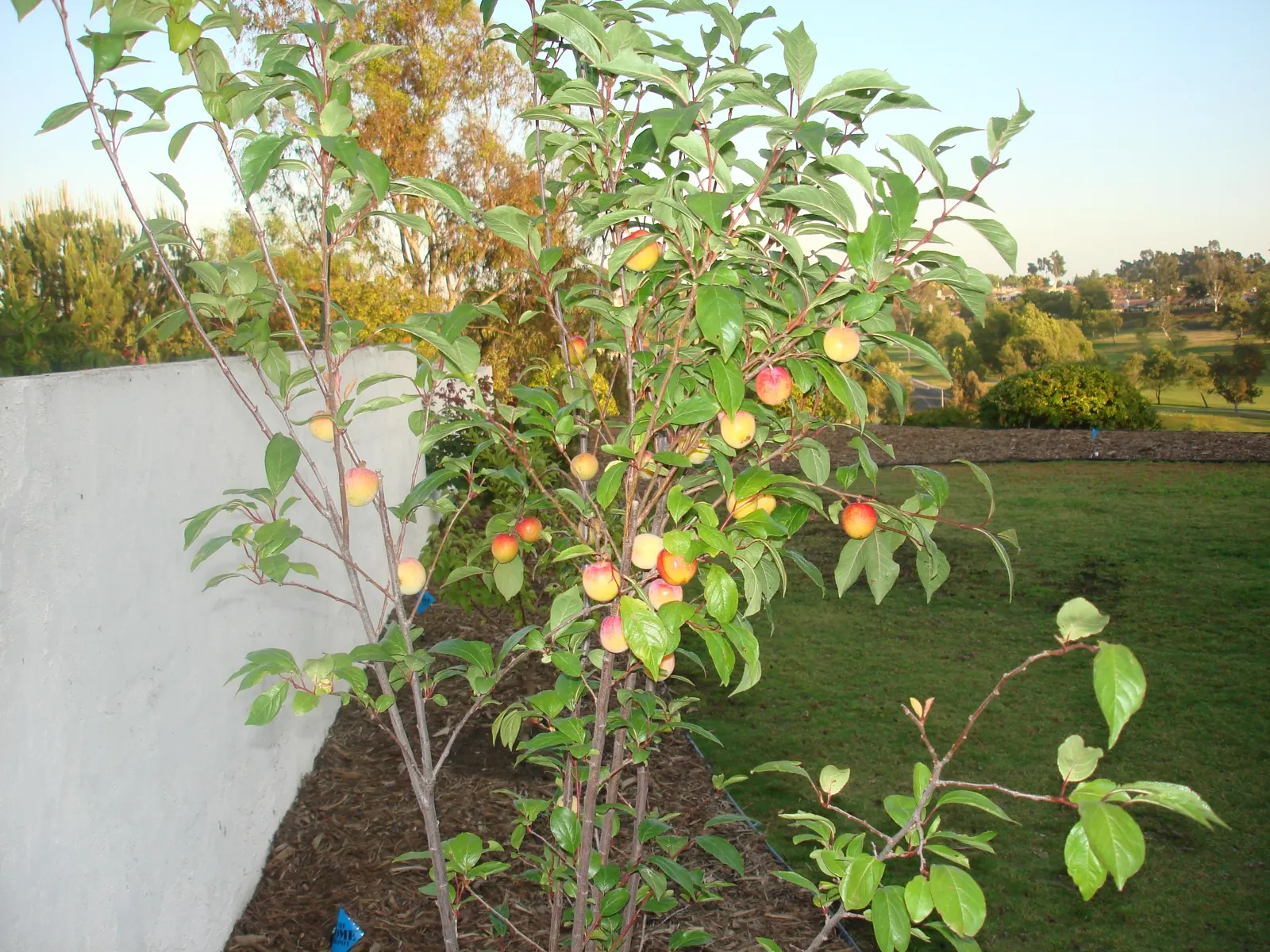 Plum (Prunus Salicina) — white flowers in the garden; offering a rounded canopy that bursts into a vibrant display of white to pale pink flowers in early spring