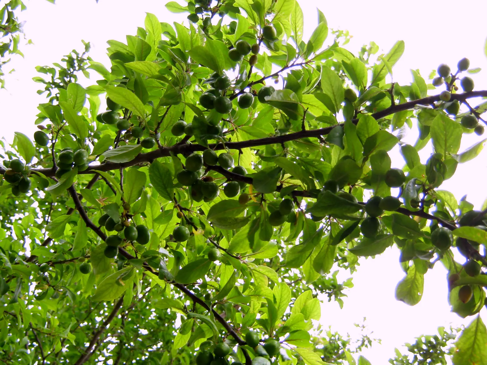 Plum (Prunus Salicina) — Be advised that this species may require some pest management to protect its harvest; turning yellow to red in the fall, image 76