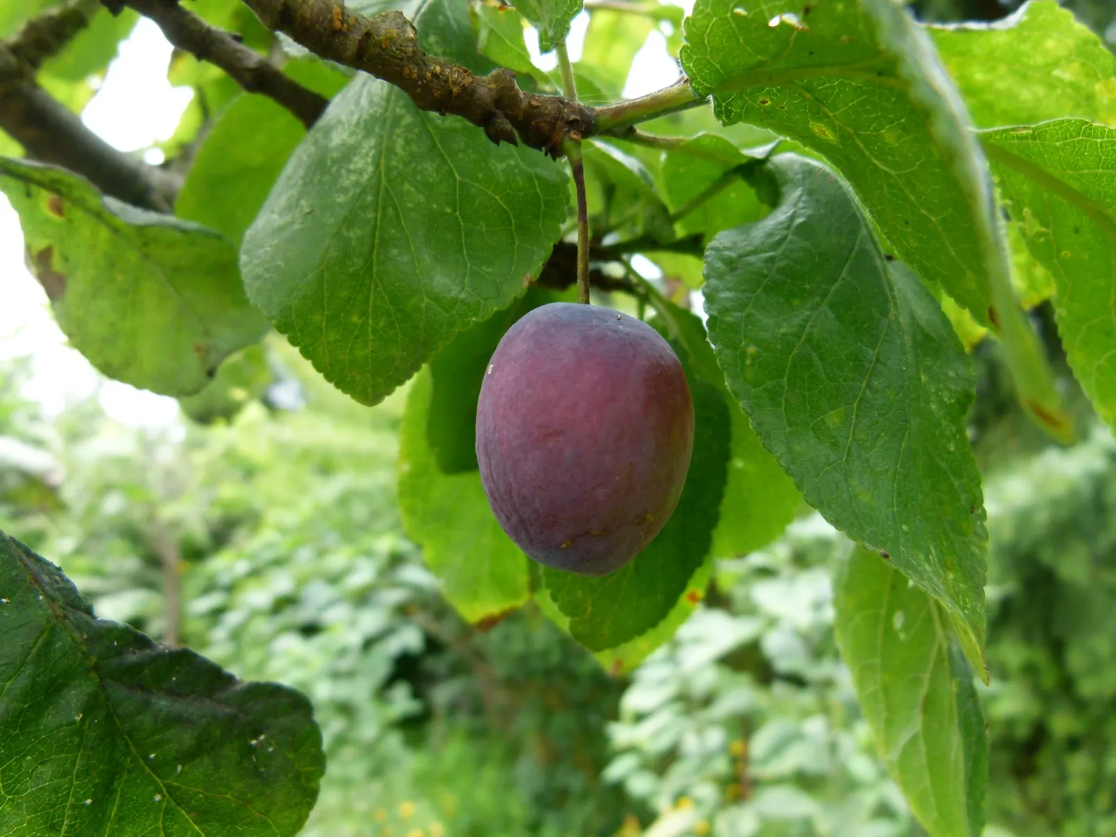 Plum (Prunus Salicina) — turning yellow to red in the fall