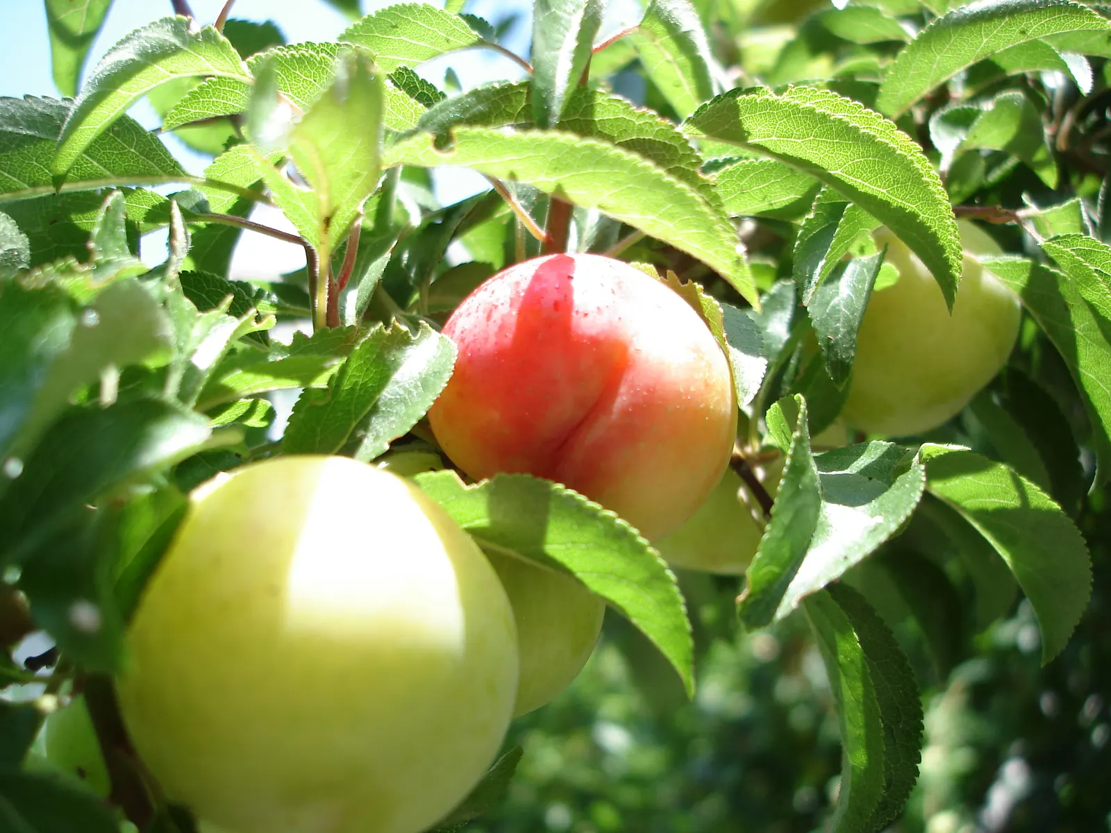 Plum (Prunus Salicina) — it features a rounded canopy with oblong leaves