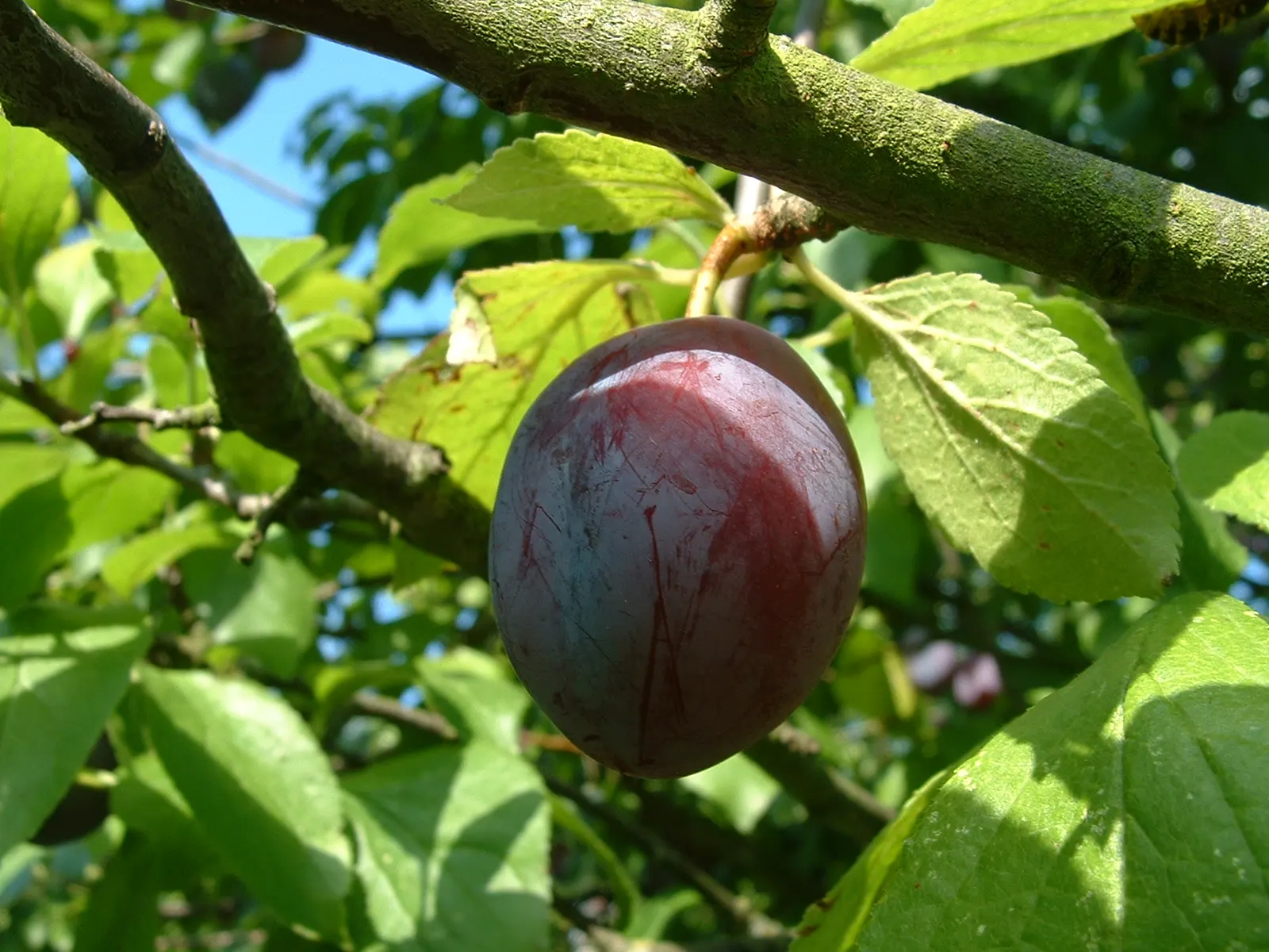 Plum (Prunus Salicina) — when the tree becomes laden with succulent plums ranging in color from yellow and red to deep purple; tree for full