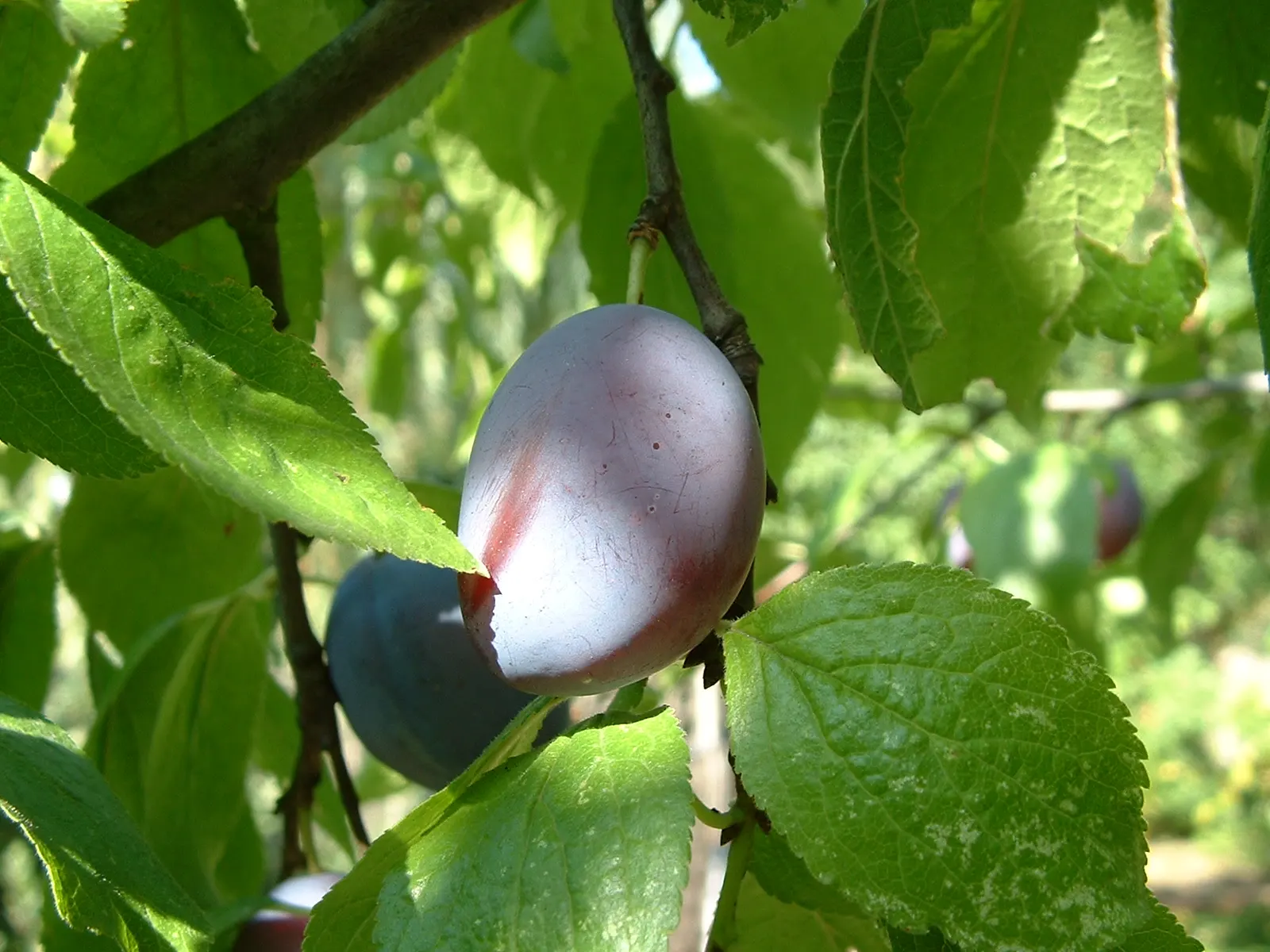 Plum (Prunus Salicina) — it produces fragrant white to pale pink blooms followed by juicy; indicative of its adaptability to a variety of climates, image 61
