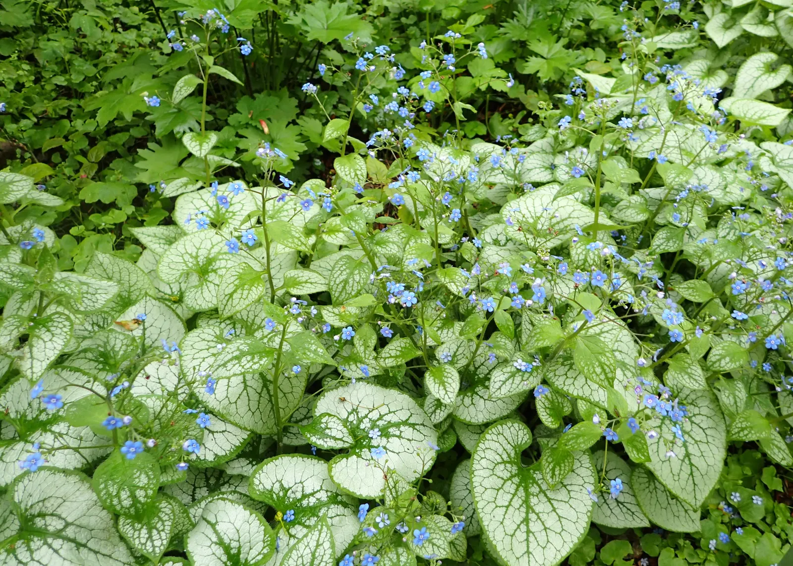 Heartleaf Brunnera (Brunnera 'Jack Frost') — this plant produces delicate blue forget-me-not-like flowers in spring