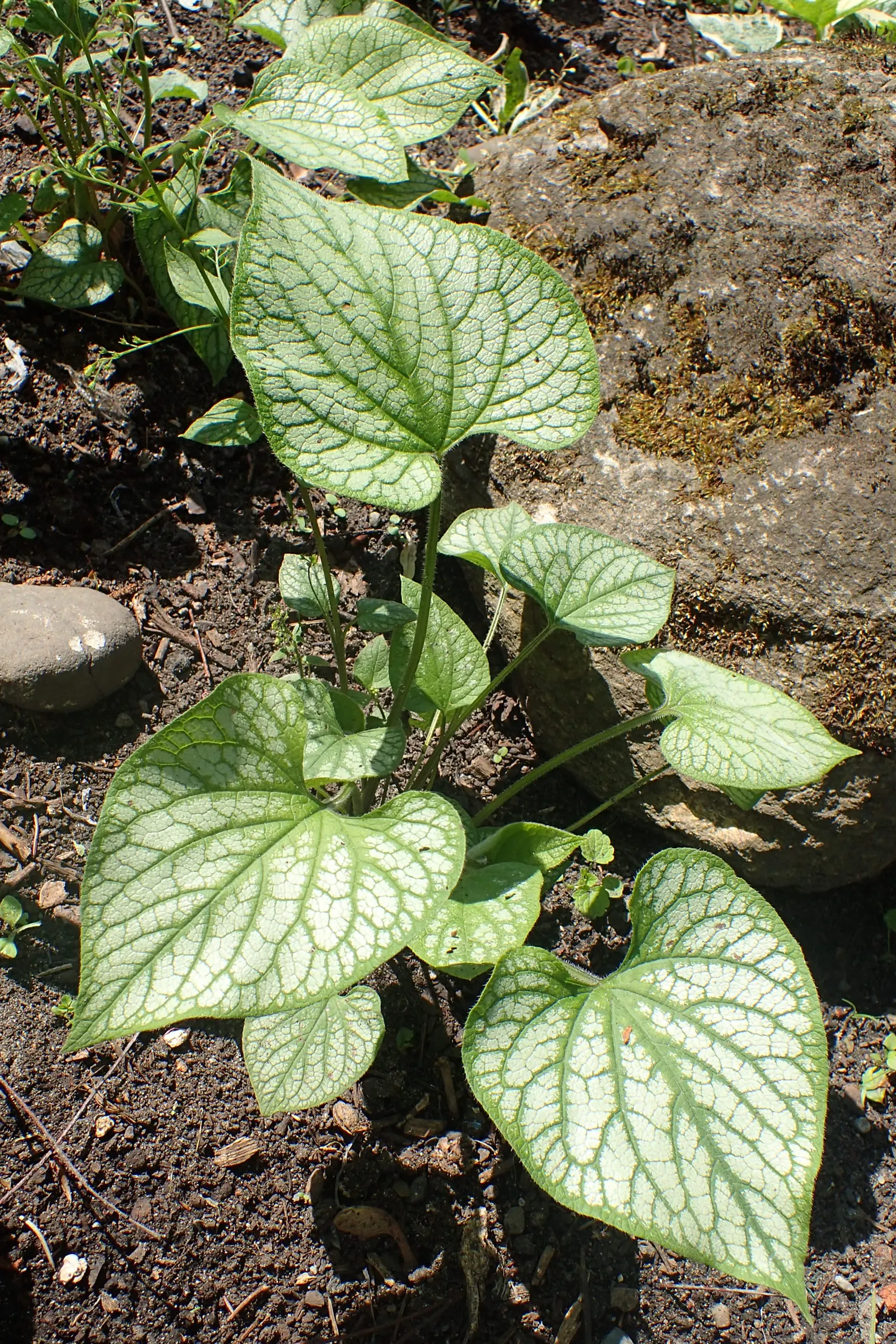 Heartleaf Brunnera (Brunnera 'Jack Frost') — it's hardy in zones 3-8 and offers a low-maintenance
