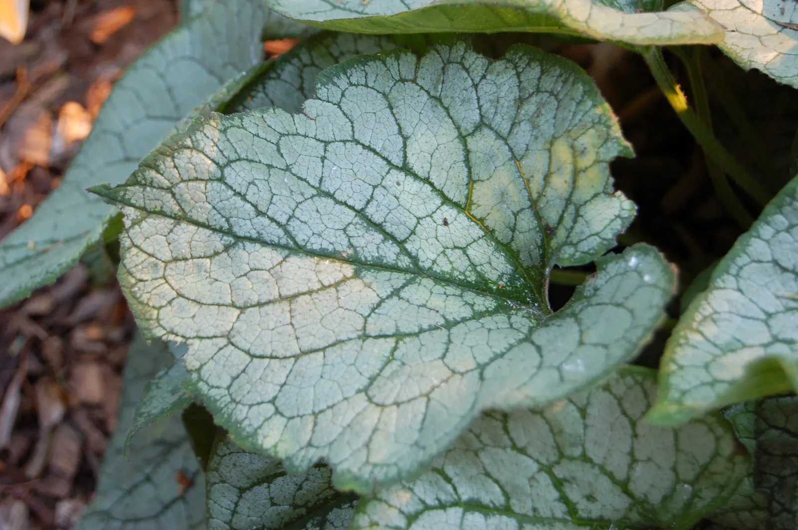 Heartleaf Brunnera (Brunnera 'Jack Frost') — particularly valued for its tolerance of challenging shady areas where other plants might falter