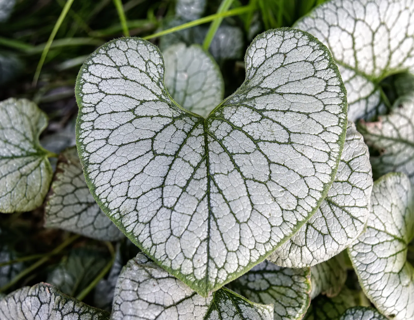 Heartleaf Brunnera (Brunnera 'Jack Frost') — notable for its striking frosted