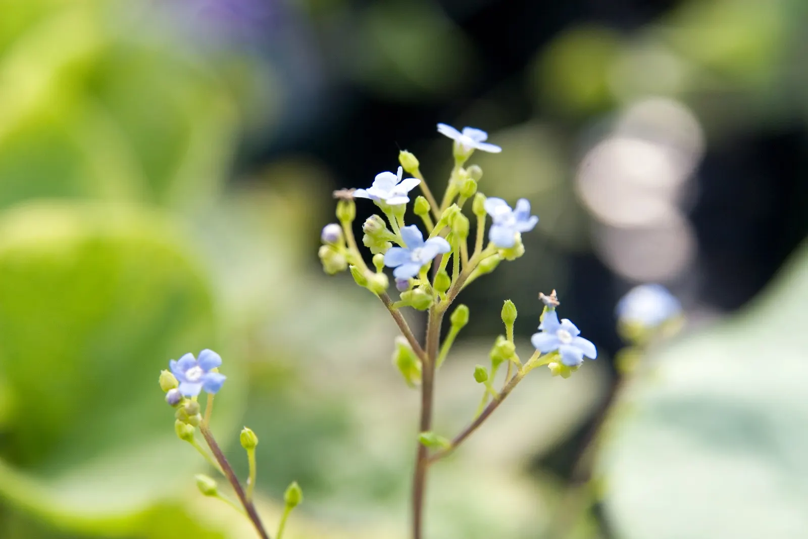 Heartleaf Brunnera (Brunnera 'Jack Frost') — With a mature size of approximately 12 to 15 inches tall and 18 to 24 inches wide