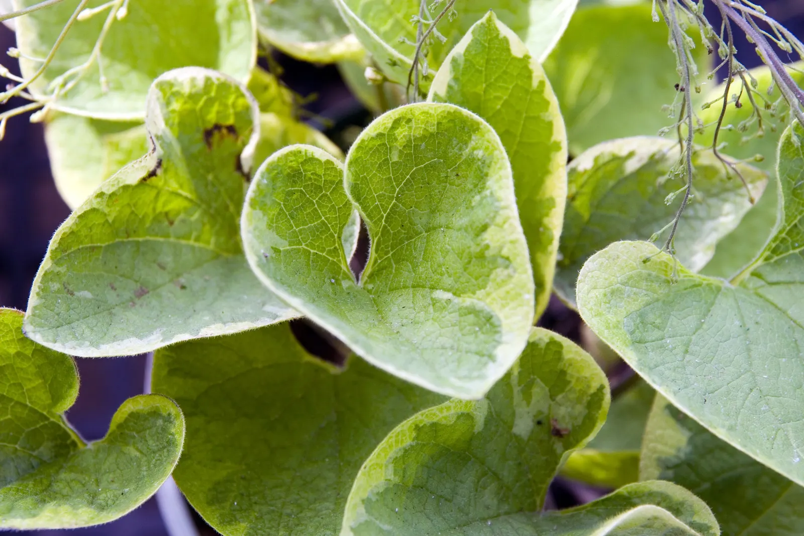 Heartleaf Brunnera (Brunnera 'Jack Frost') — this low-maintenance plant prefers the cooler climates and partial to full shade