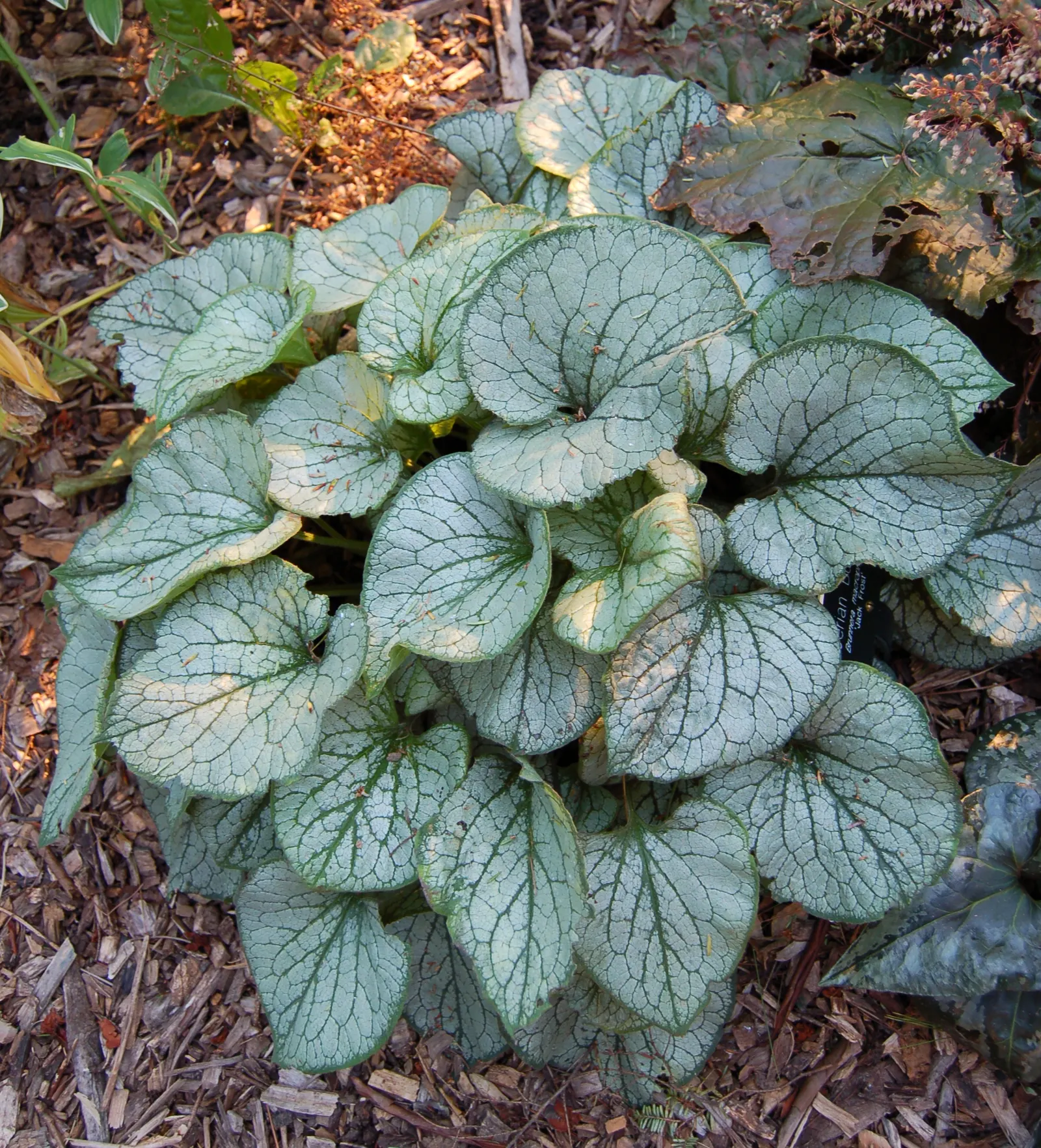 Heartleaf Brunnera (Brunnera 'Jack Frost') — it provides a substantial ground cover without overpowering companion plantings