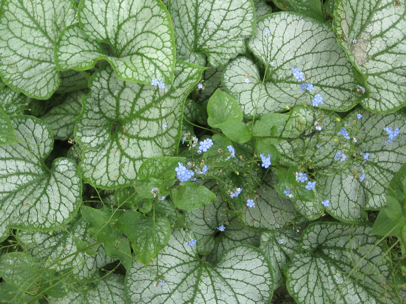 Heartleaf Brunnera (Brunnera 'Jack Frost') — making it an ideal selection for understory plantings or north-facing garden beds