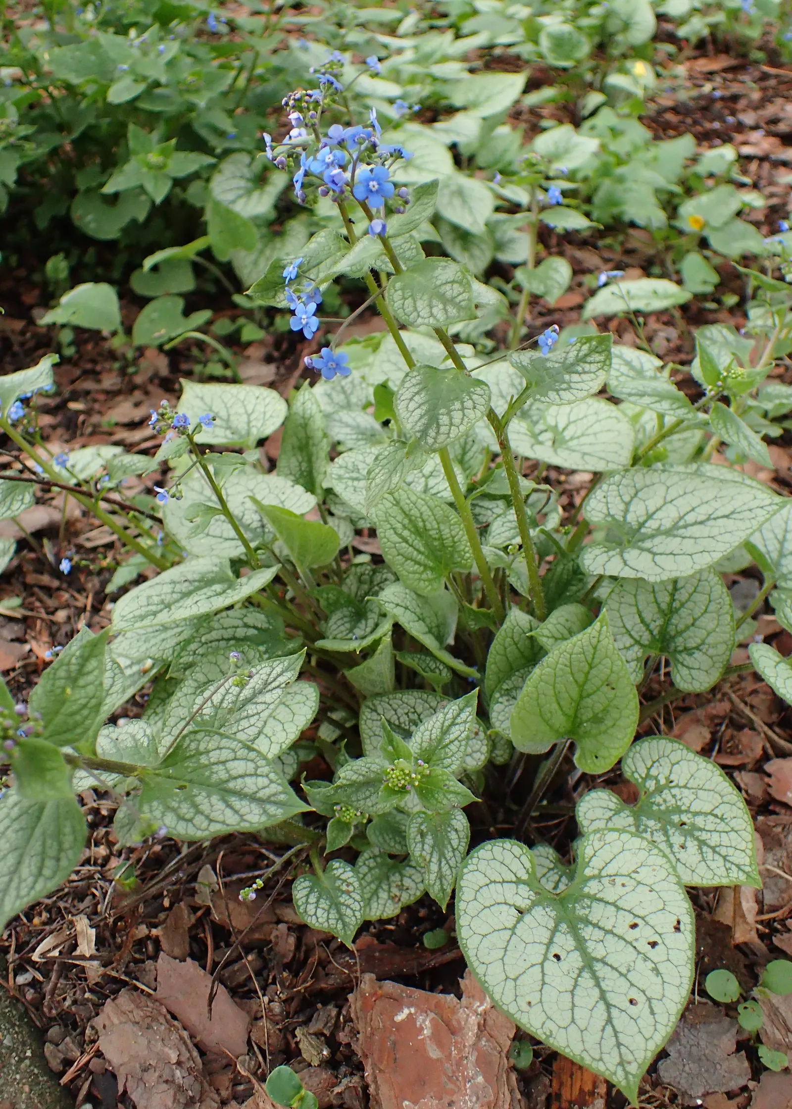 Heartleaf Brunnera (Brunnera 'Jack Frost') — typically around April to May