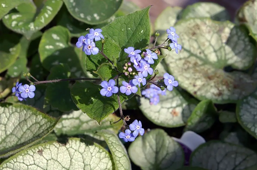 Heartleaf Brunnera (Brunnera 'Jack Frost') — Growing to a height of 12-15 inches with a similar spread