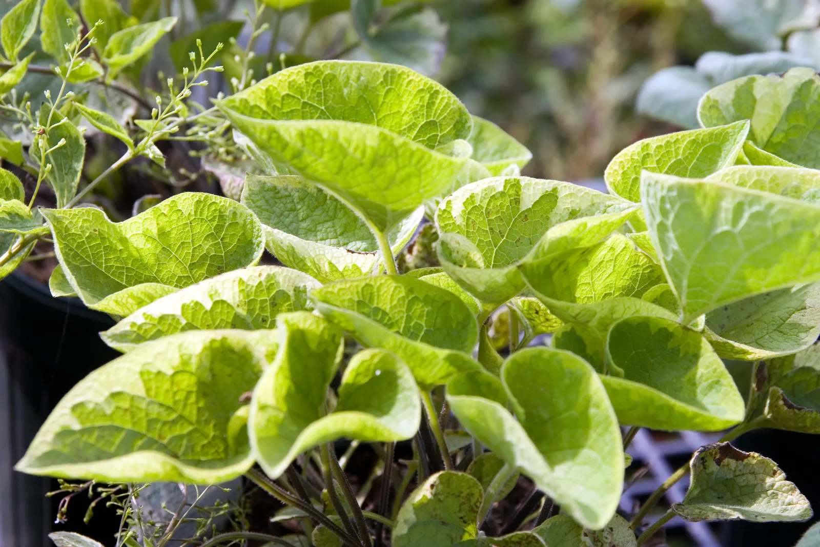 Heartleaf Brunnera (Brunnera 'Jack Frost') — 'Jack Frost' requires well-draining soil