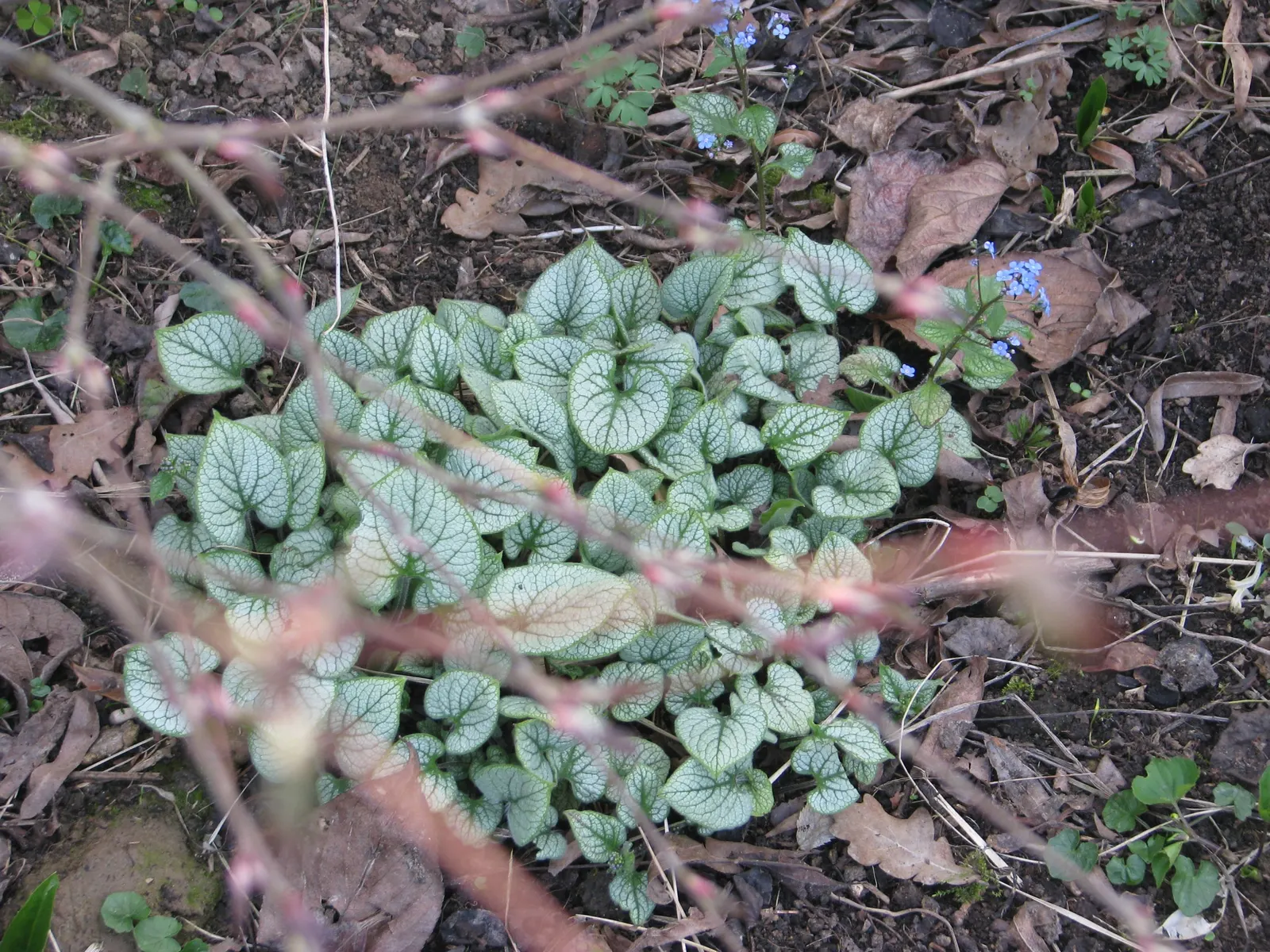 Heartleaf Brunnera (Brunnera 'Jack Frost') — lending a soft yet enchanting presence to the landscape.<br><br>Thriving in USDA Hardiness Zones 3 to 8