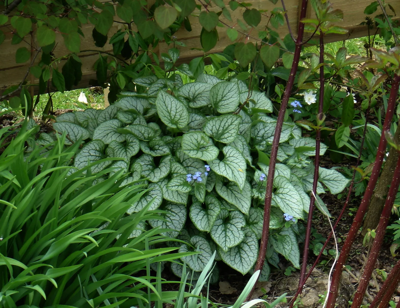 Heartleaf Brunnera (Brunnera 'Jack Frost') — is a charming perennial beloved for its distinctive foliage and airy sprays of flowers
