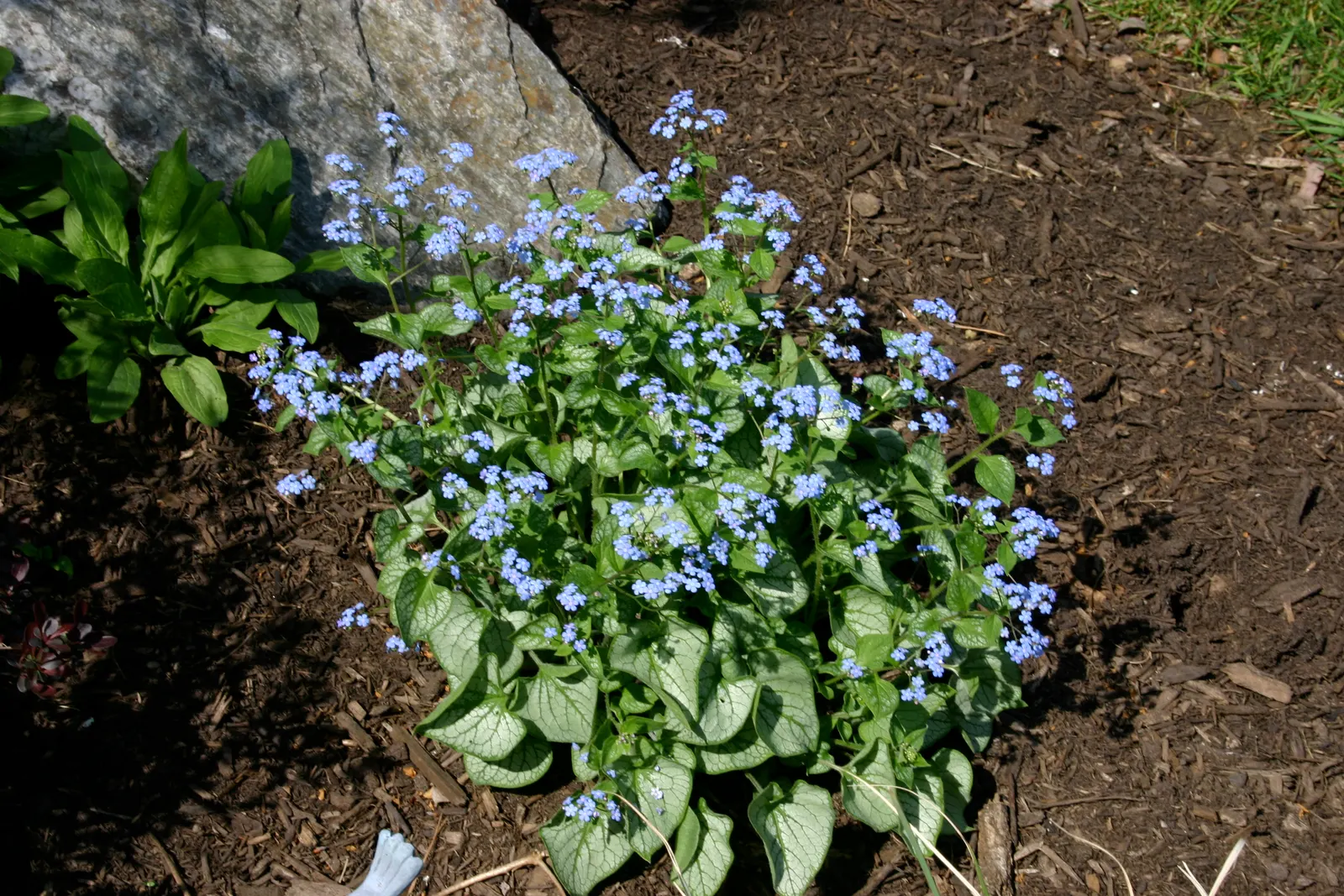 Heartleaf Brunnera (Brunnera 'Jack Frost') — sky-blue flowers resembling those of forget-me-nots