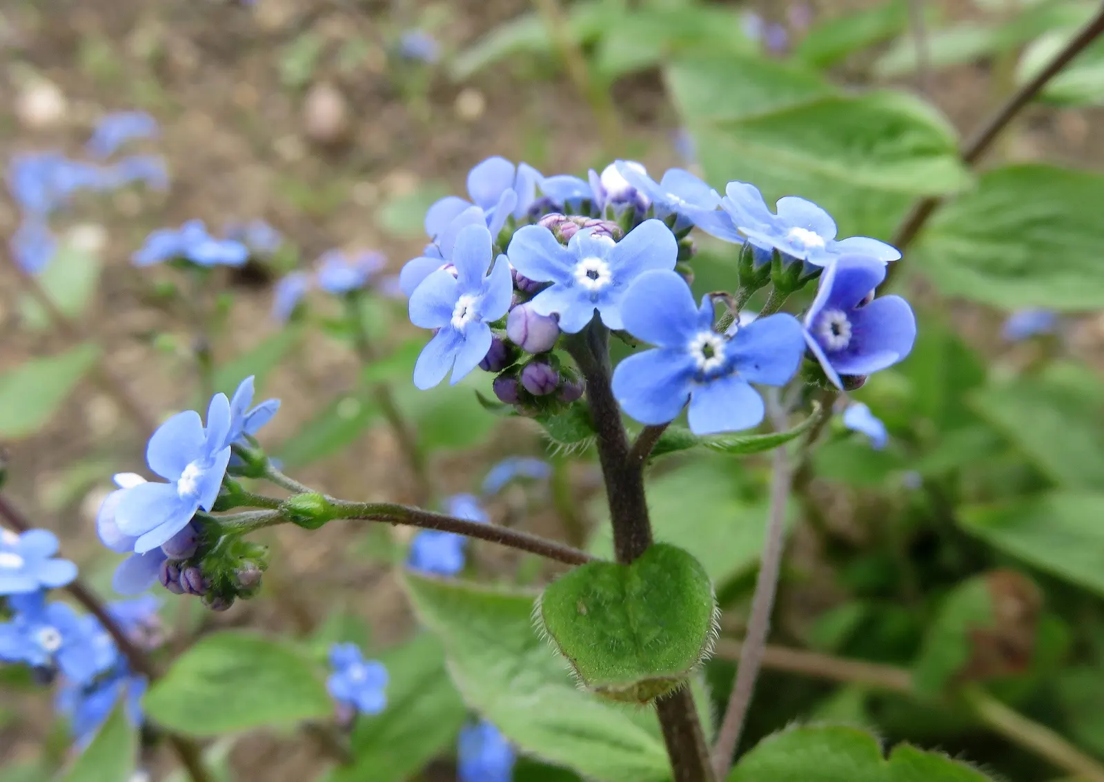Heartleaf Brunnera (Brunnera 'Jack Frost') — 'Jack Frost' produces delicate clusters of tiny