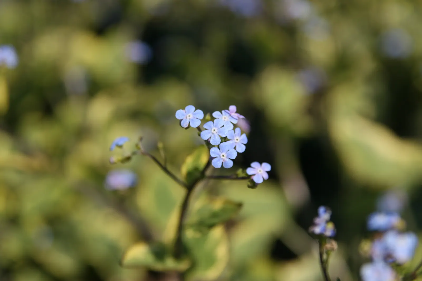Heartleaf Brunnera (Brunnera 'Jack Frost') — elegantly contrasted by bold green venation