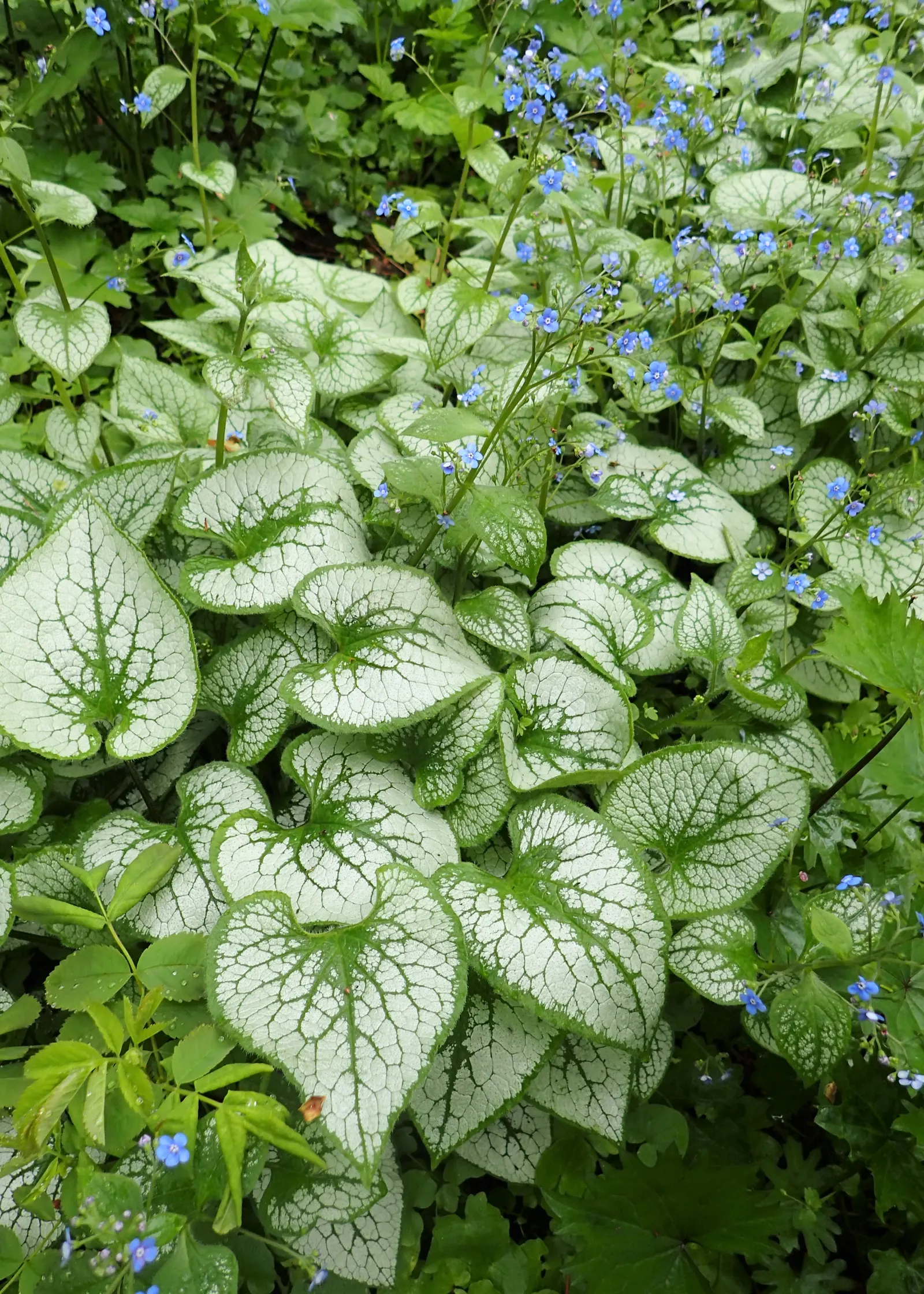 Heartleaf Brunnera (Brunnera 'Jack Frost') — Perfect for woodland gardens
