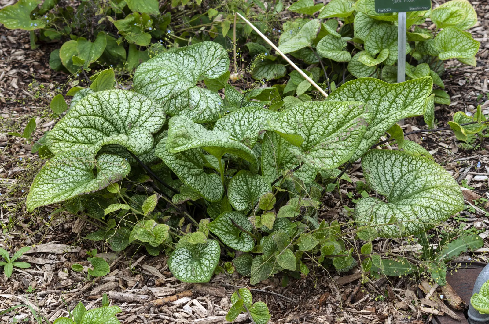 Heartleaf Brunnera (Brunnera 'Jack Frost') — each uniquely patterned with a silvery overlay that creates a frosted appearance