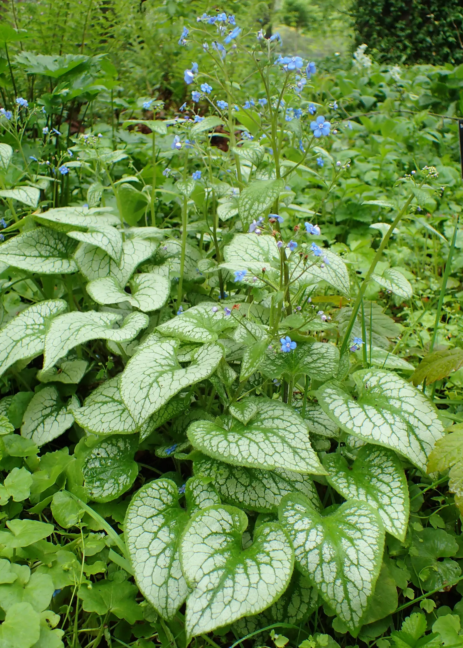 Heartleaf Brunnera (Brunnera 'Jack Frost') — deer-resistant ground cover option