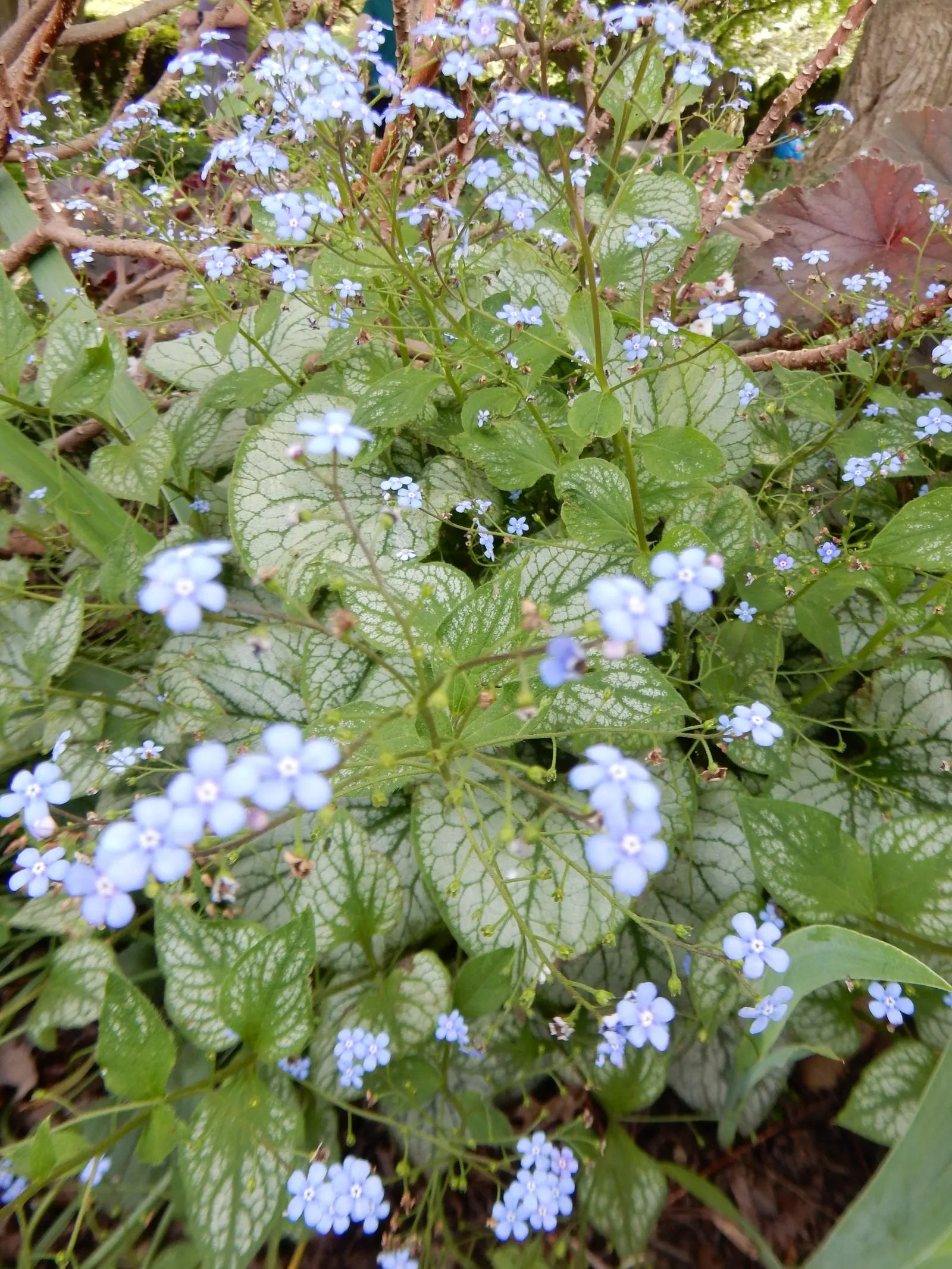 Heartleaf Brunnera (Brunnera 'Jack Frost') — heart-shaped leaves with green veins and margins