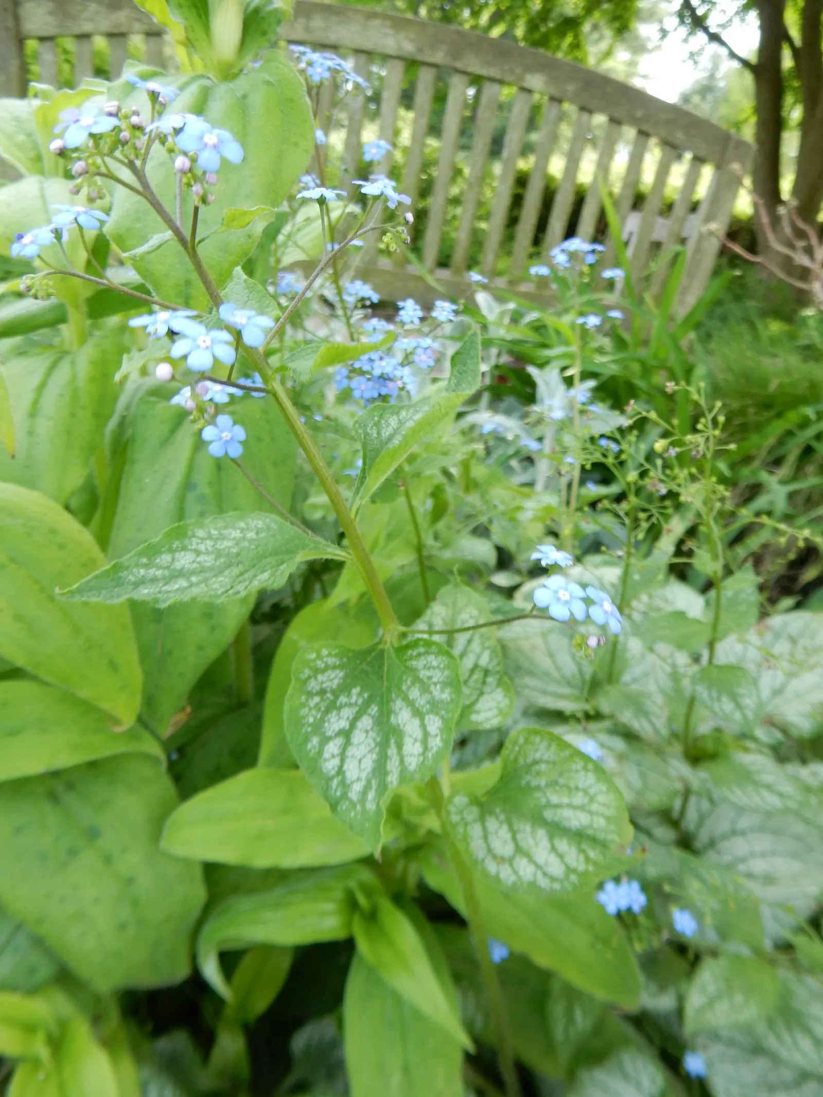 Heartleaf Brunnera (Brunnera 'Jack Frost') — Heartleaf Brunnera 'Jack Frost' is an herbaceous perennial