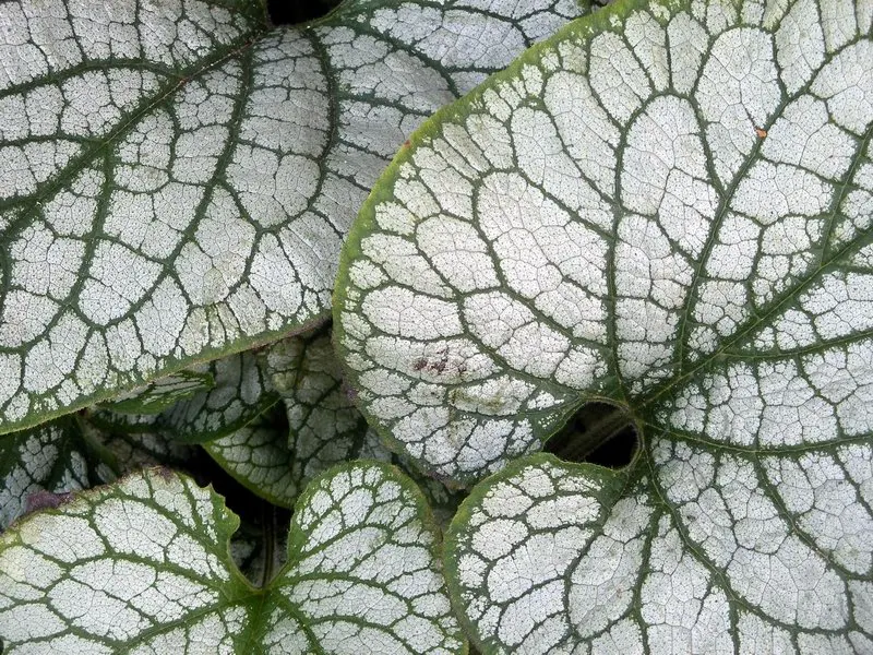 Heartleaf Brunnera (Brunnera 'Jack Frost') — It thrives in partial to full shade and moist, well-drained soil