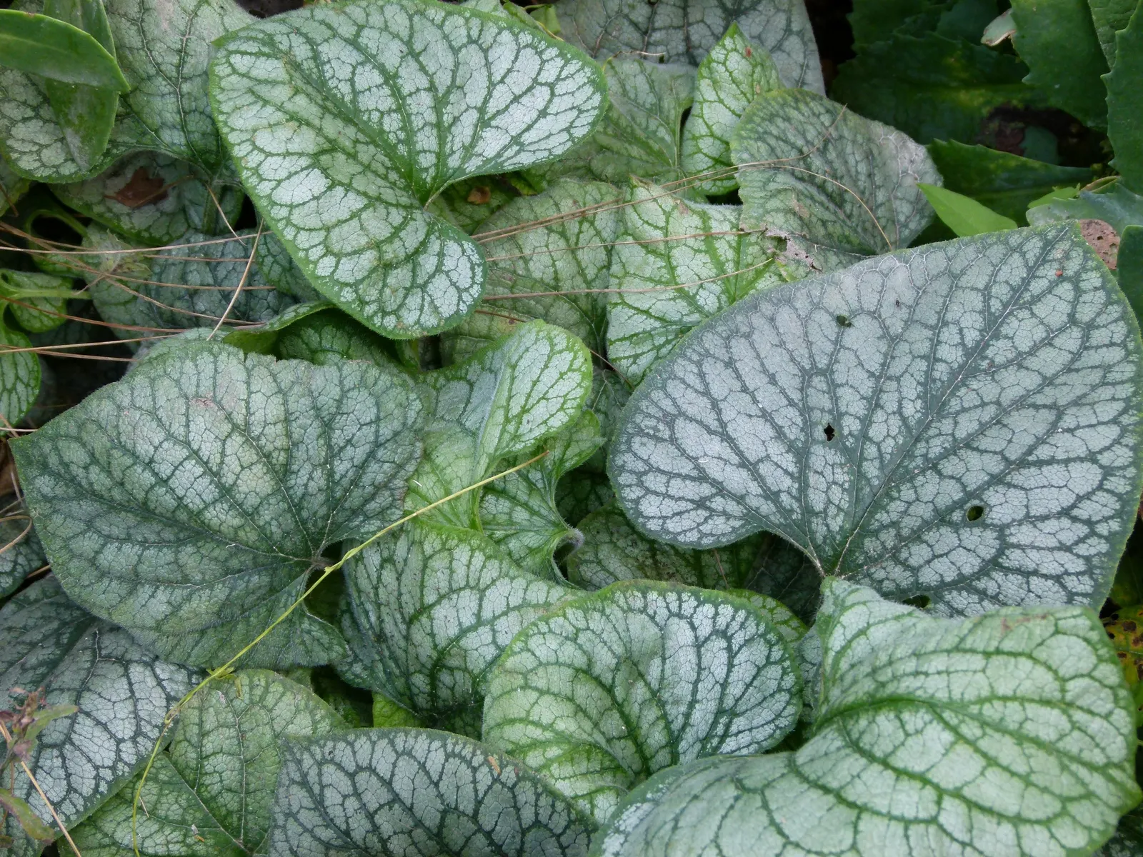 Heartleaf Brunnera (Brunnera 'Jack Frost') — This robust cultivar features broad