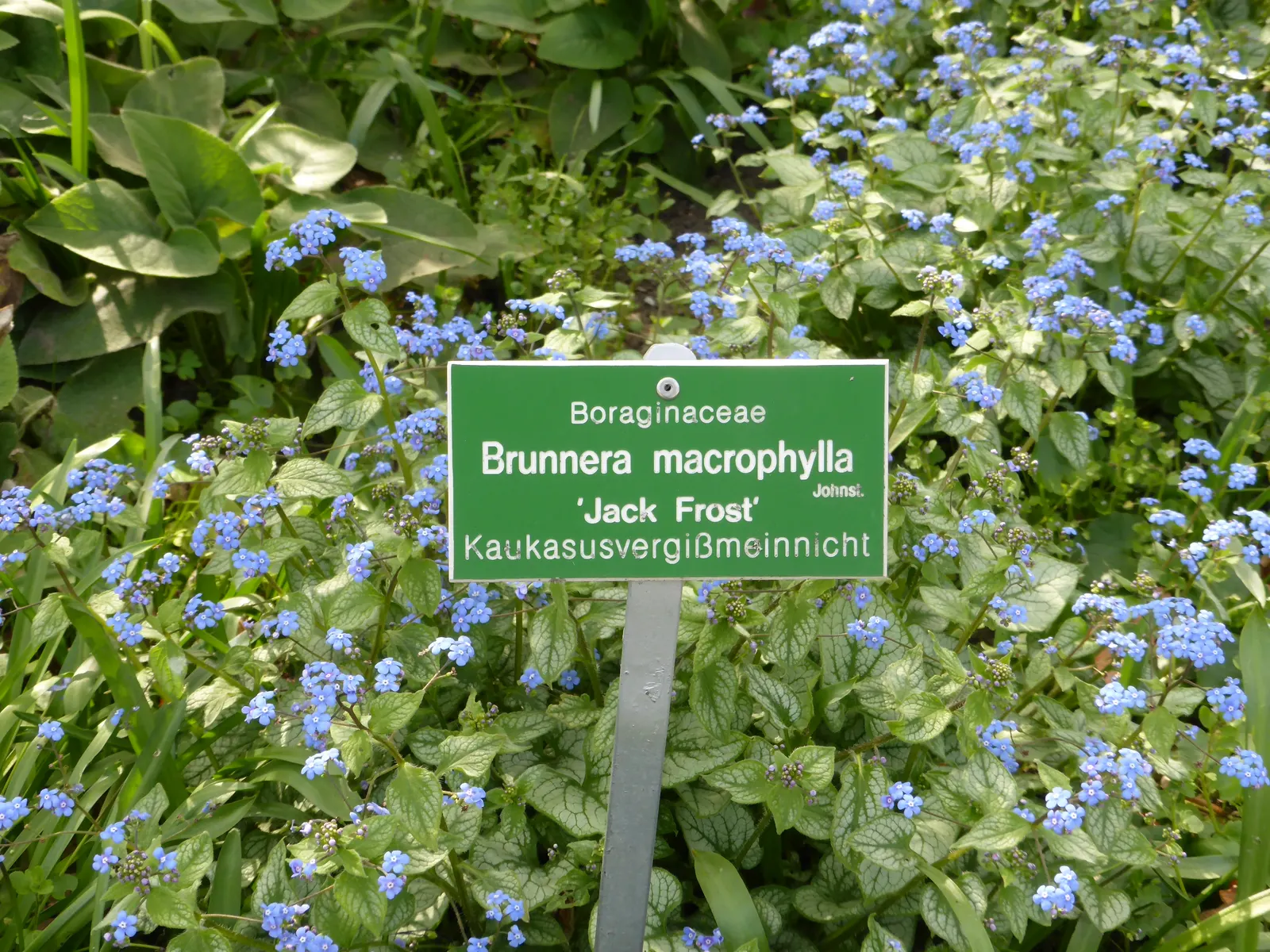 Heartleaf Brunnera (Brunnera 'Jack Frost') — the Heartleaf Brunnera 'Jack Frost' adds a lively yet soothing touch with its year-round visual interest