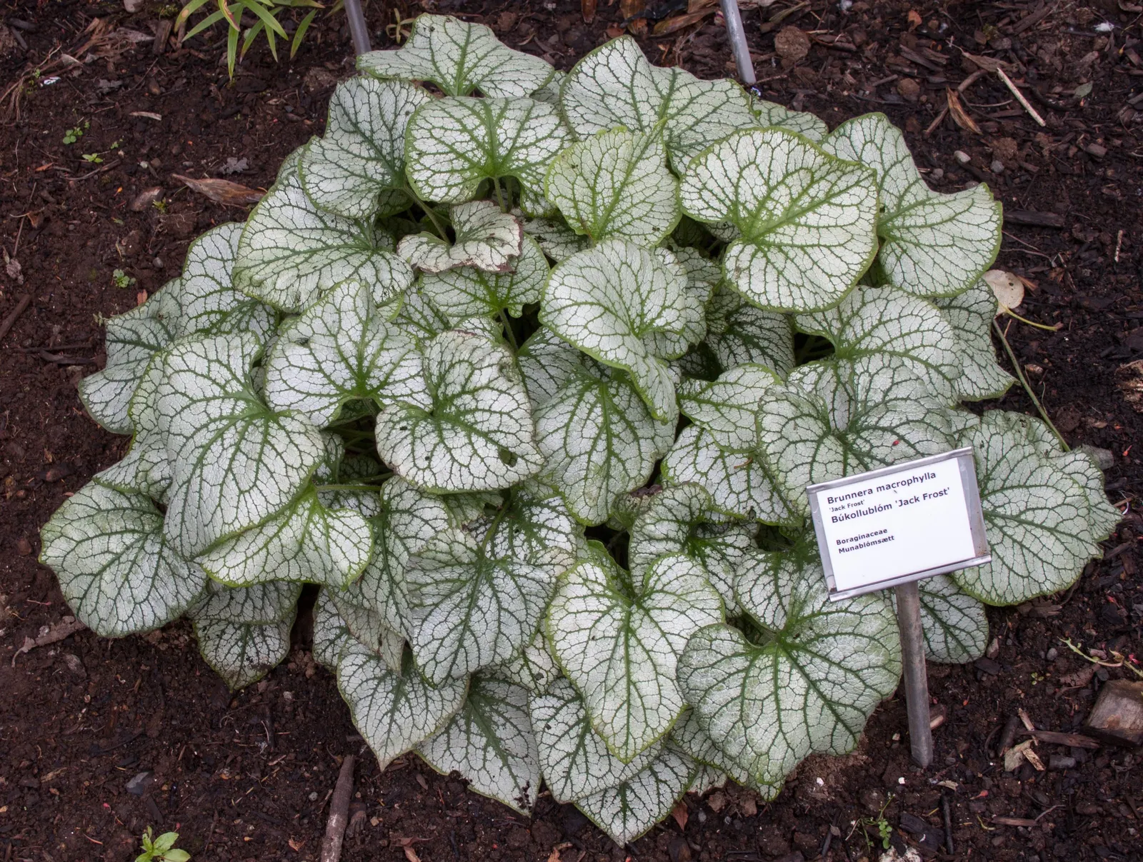 Heartleaf Brunnera (Brunnera 'Jack Frost') — widely celebrated under its cultivar name Brunnera 'Jack Frost'