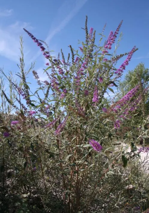 Butterfly Bush (Buddleia Davidii) — Its arching branches exhibit lance-shaped leaves that are typically 6 to 10 inches long; note that some, image 70