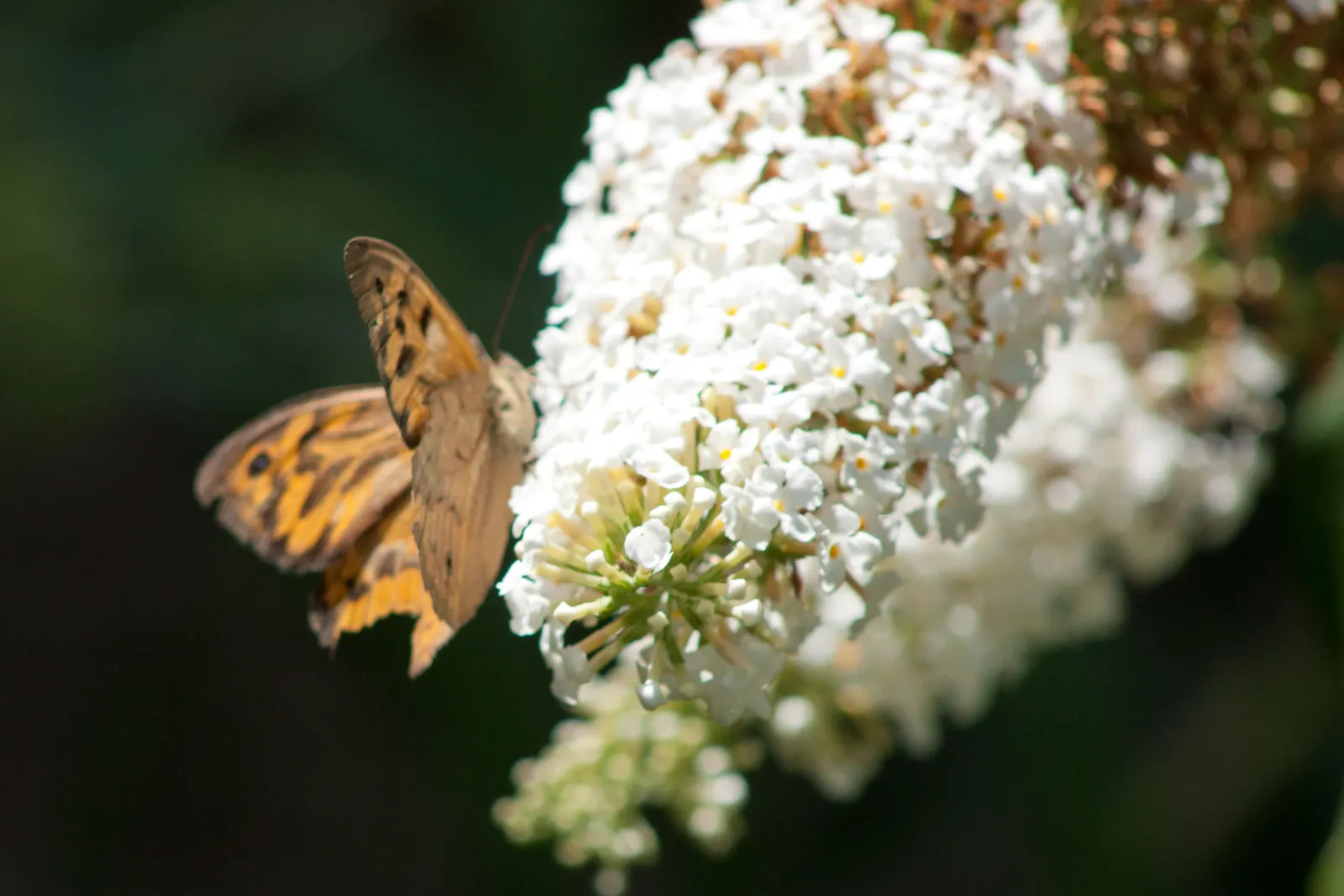 Butterfly Bush (Buddleia Davidii) — These flowers can be purple, image 131