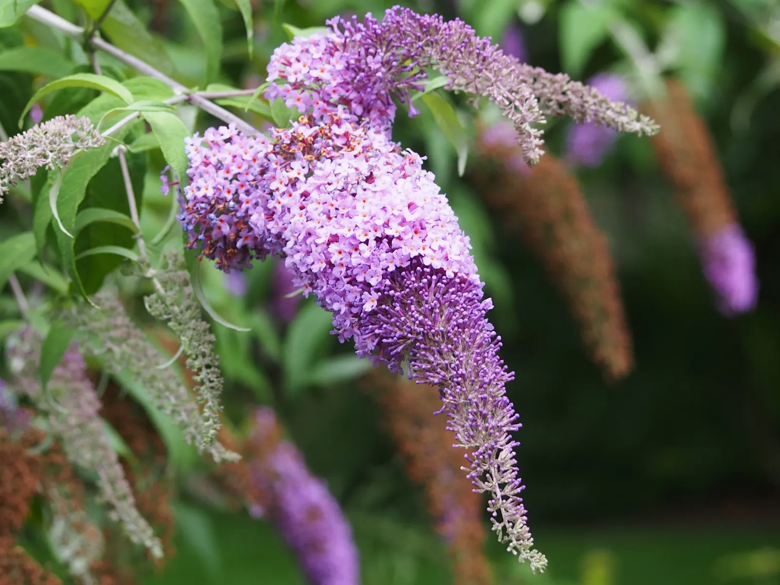 Butterfly Bush (Buddleia Davidii) — but benefits from regular watering during prolonged dry spells; dominant in USDA hardiness zones 5 through 9, image 78