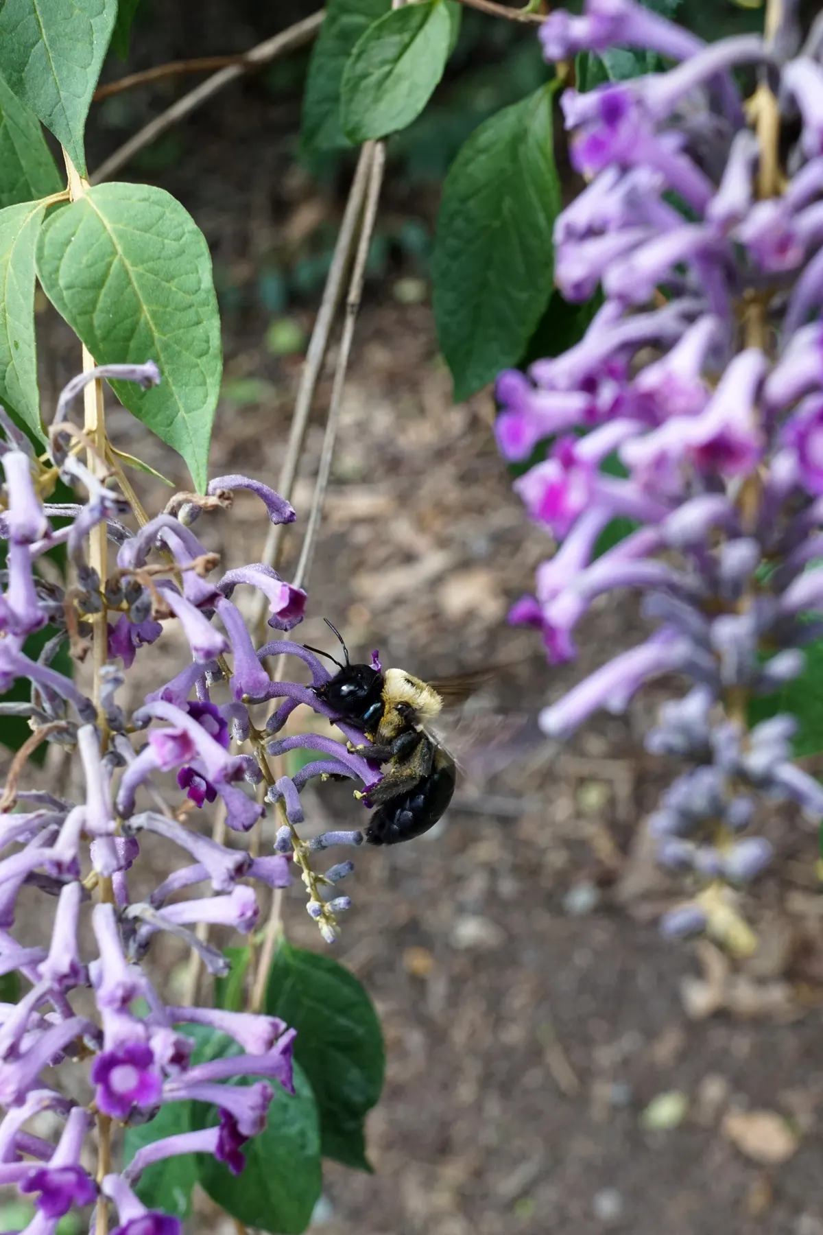 Butterfly Bush (Buddleia Davidii) — as blooms occur on new wood; suitable for USDA zones 5-9, it can be invasive, so responsible cultivation is, image 109