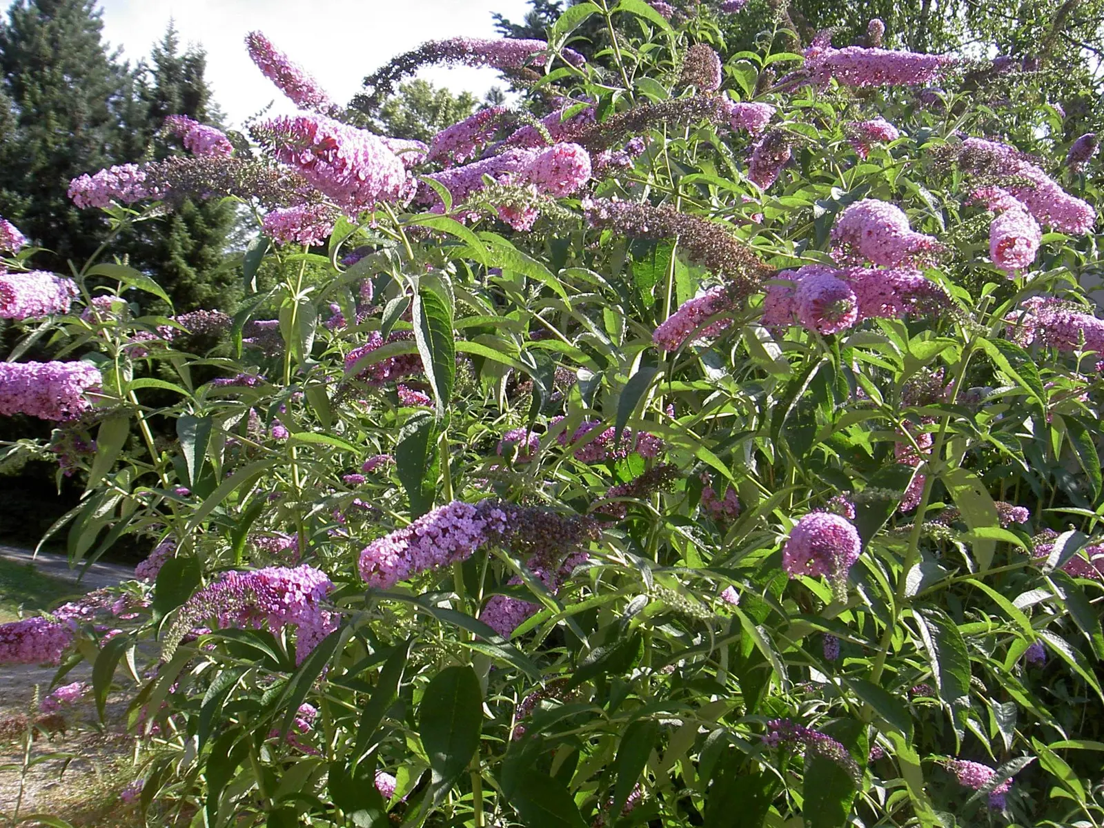 Butterfly Bush (Buddleia Davidii) — This low-maintenance plant prefers full sun and well-drained soil, attracting butterflies and hummingbirds, image 63