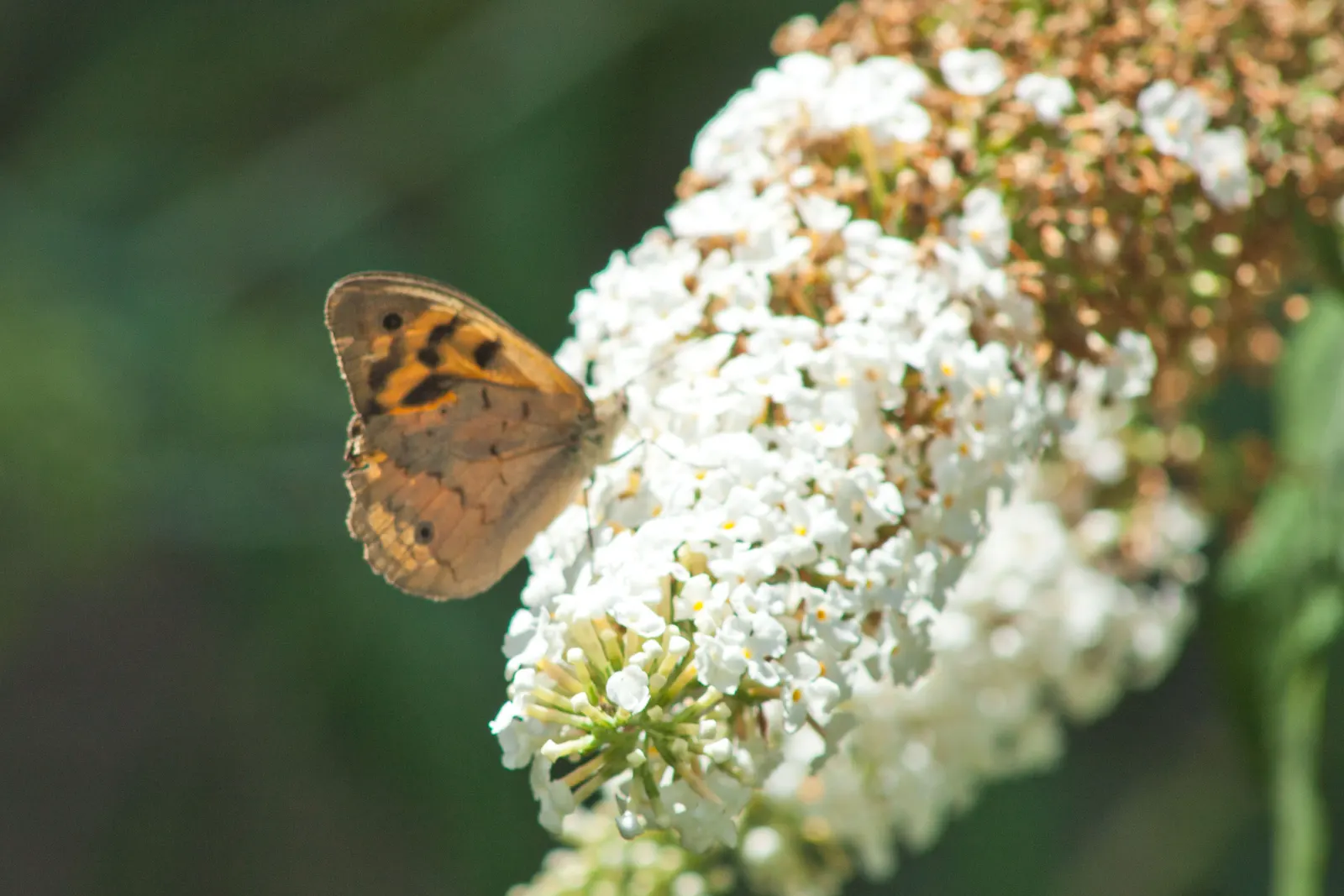 Butterfly Bush (Buddleia Davidii) — but benefits from regular watering during prolonged dry spells; dominant in USDA hardiness zones 5 through 9